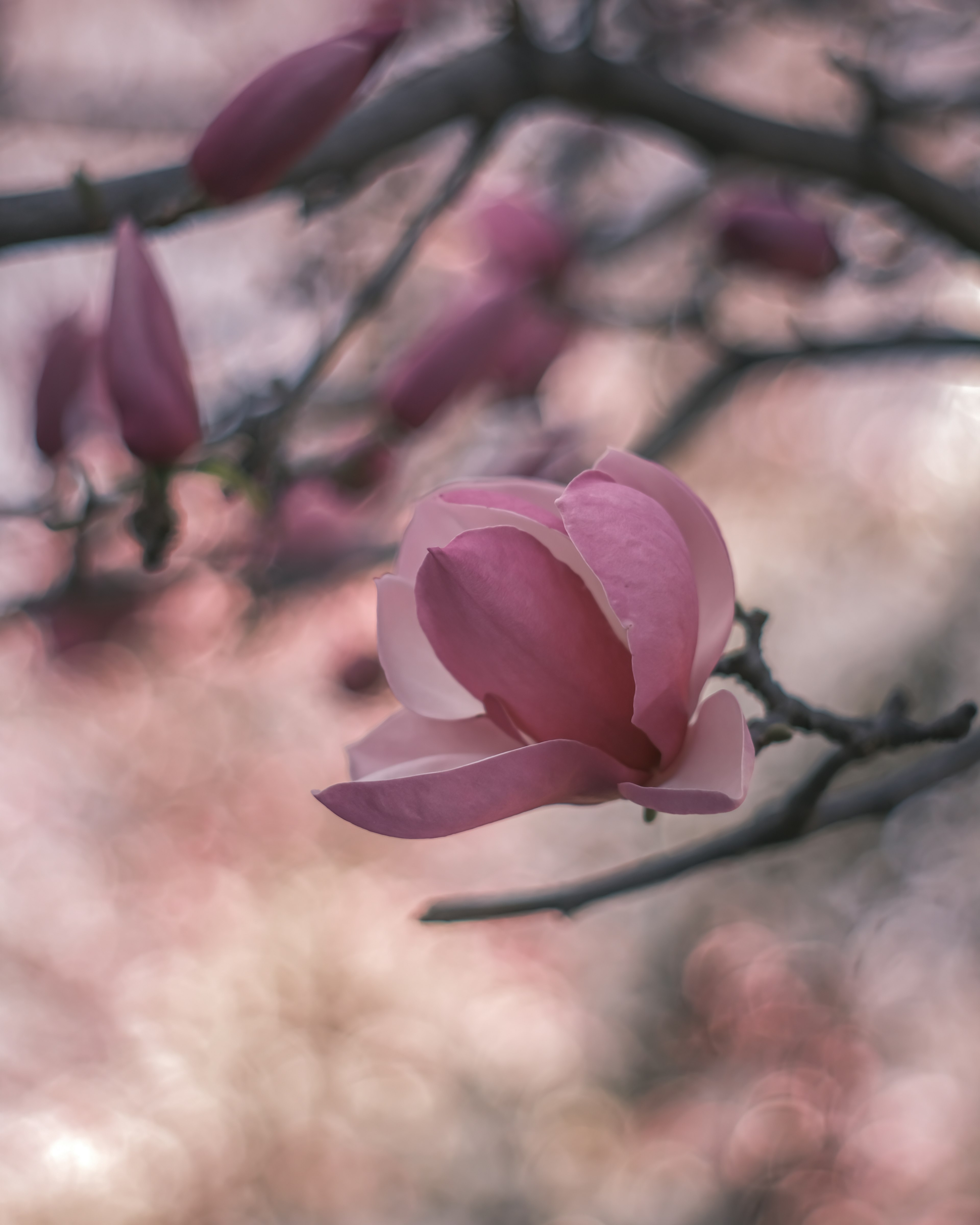 Bunga magnolia dengan kelopak pink lembut mekar di cabang