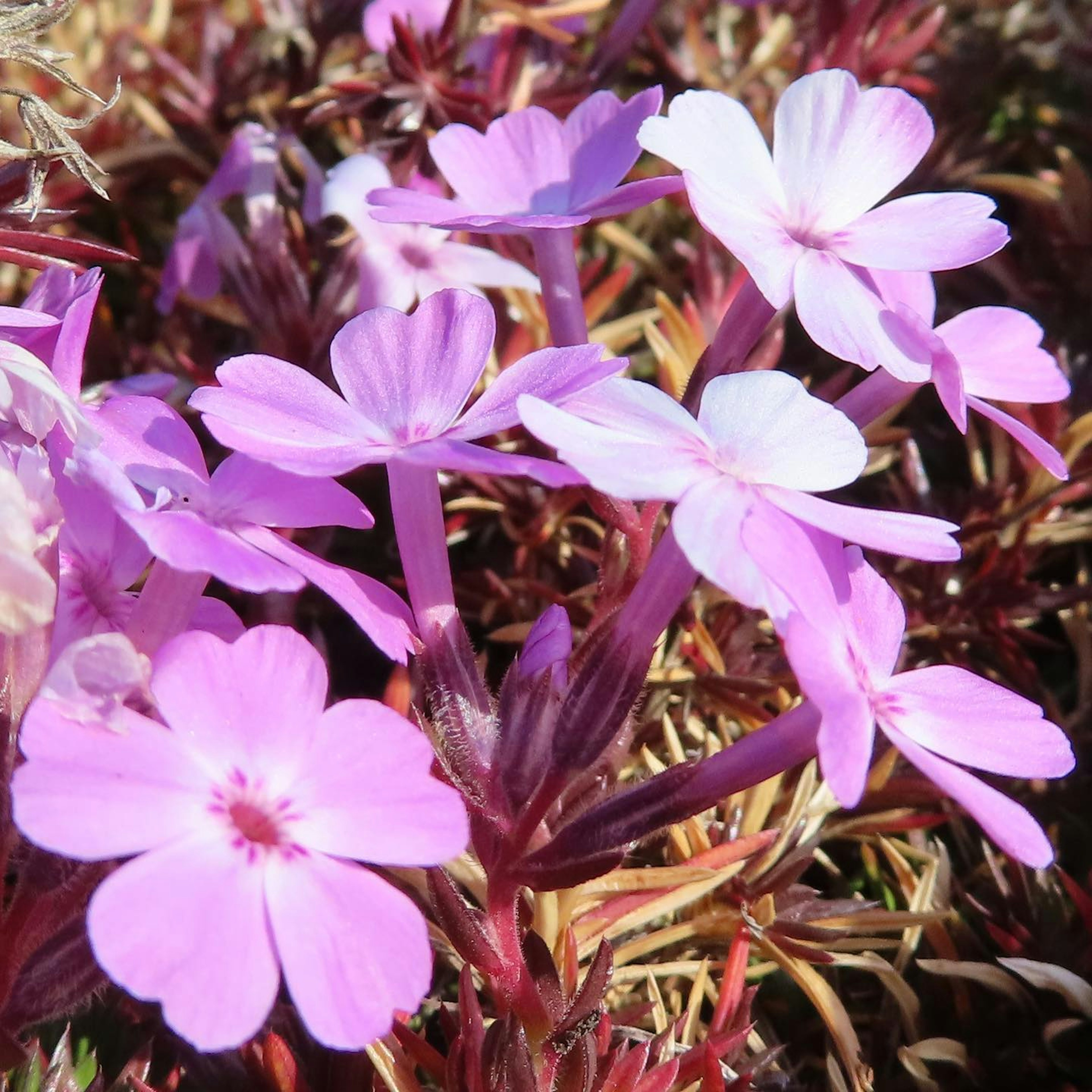 Nahaufnahme von lebhaften rosa Blumen, die auf einer Pflanze blühen