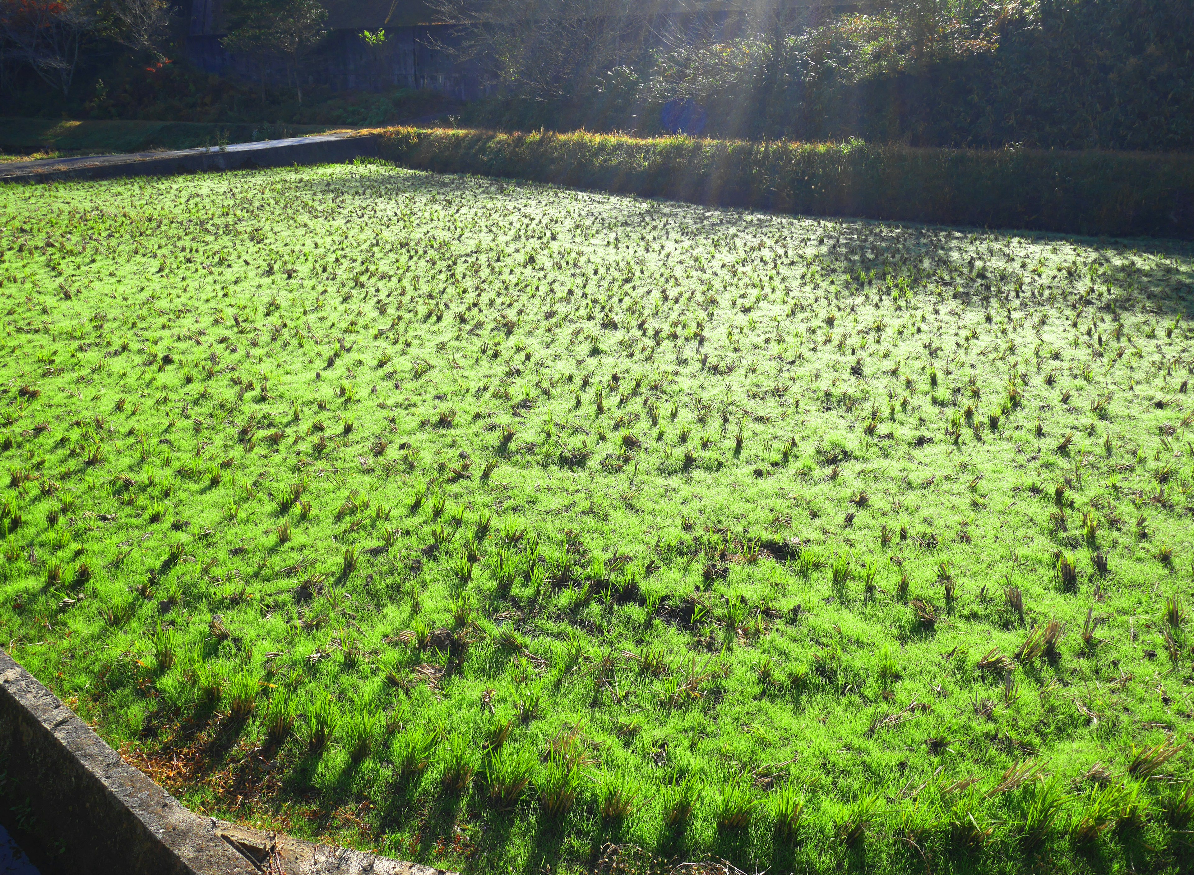 Campo di riso verde brillante sotto la luce solare