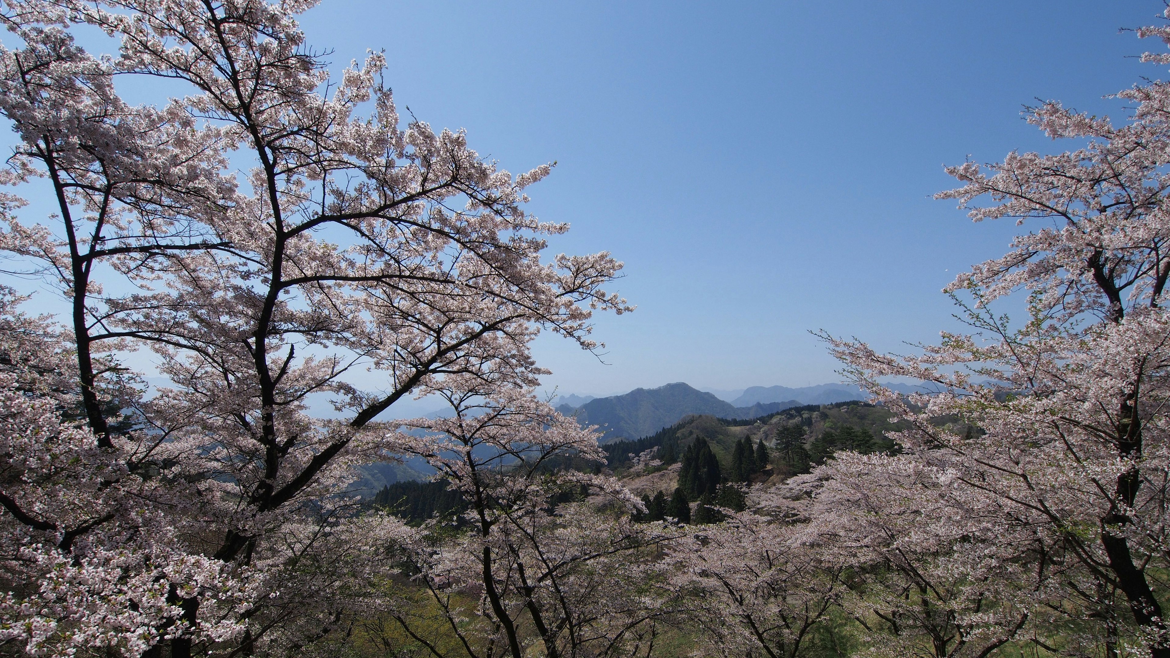 Magnifique paysage montagneux avec des cerisiers en fleurs