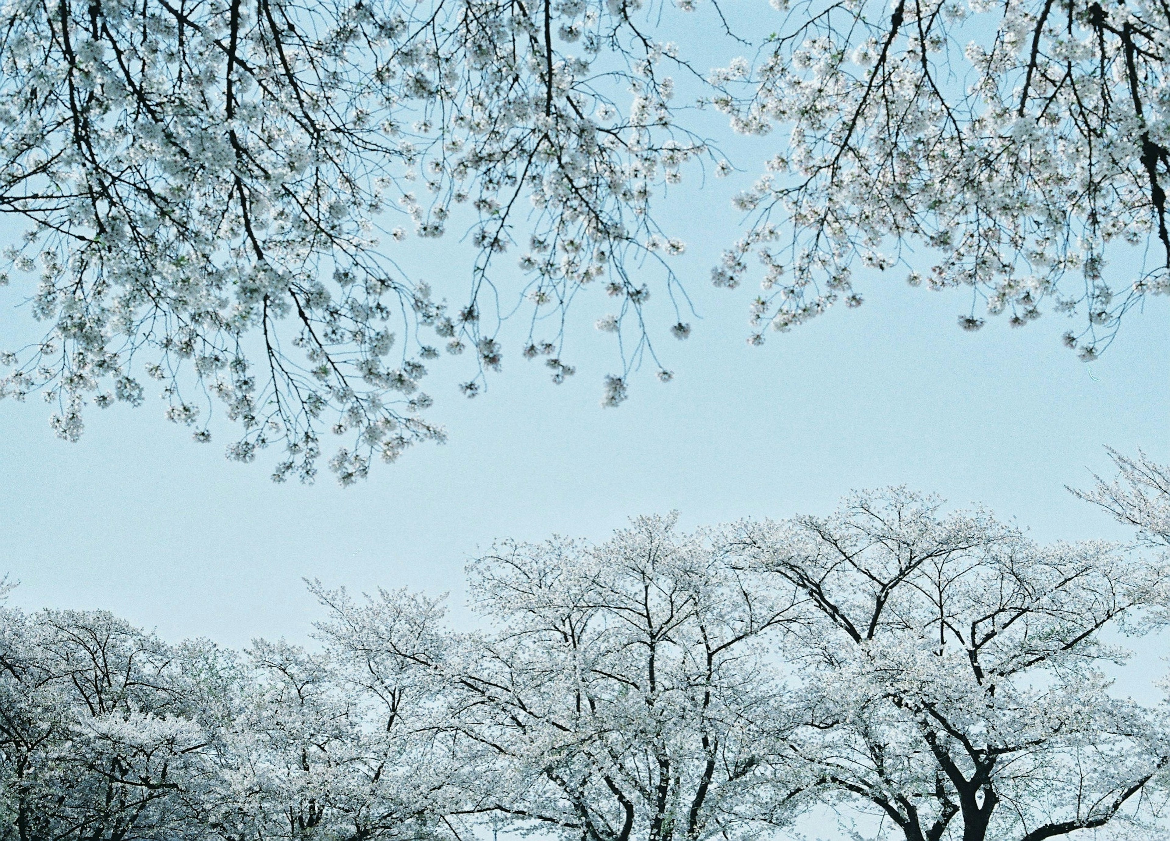 Alberi coperti di neve con un cielo blu chiaro