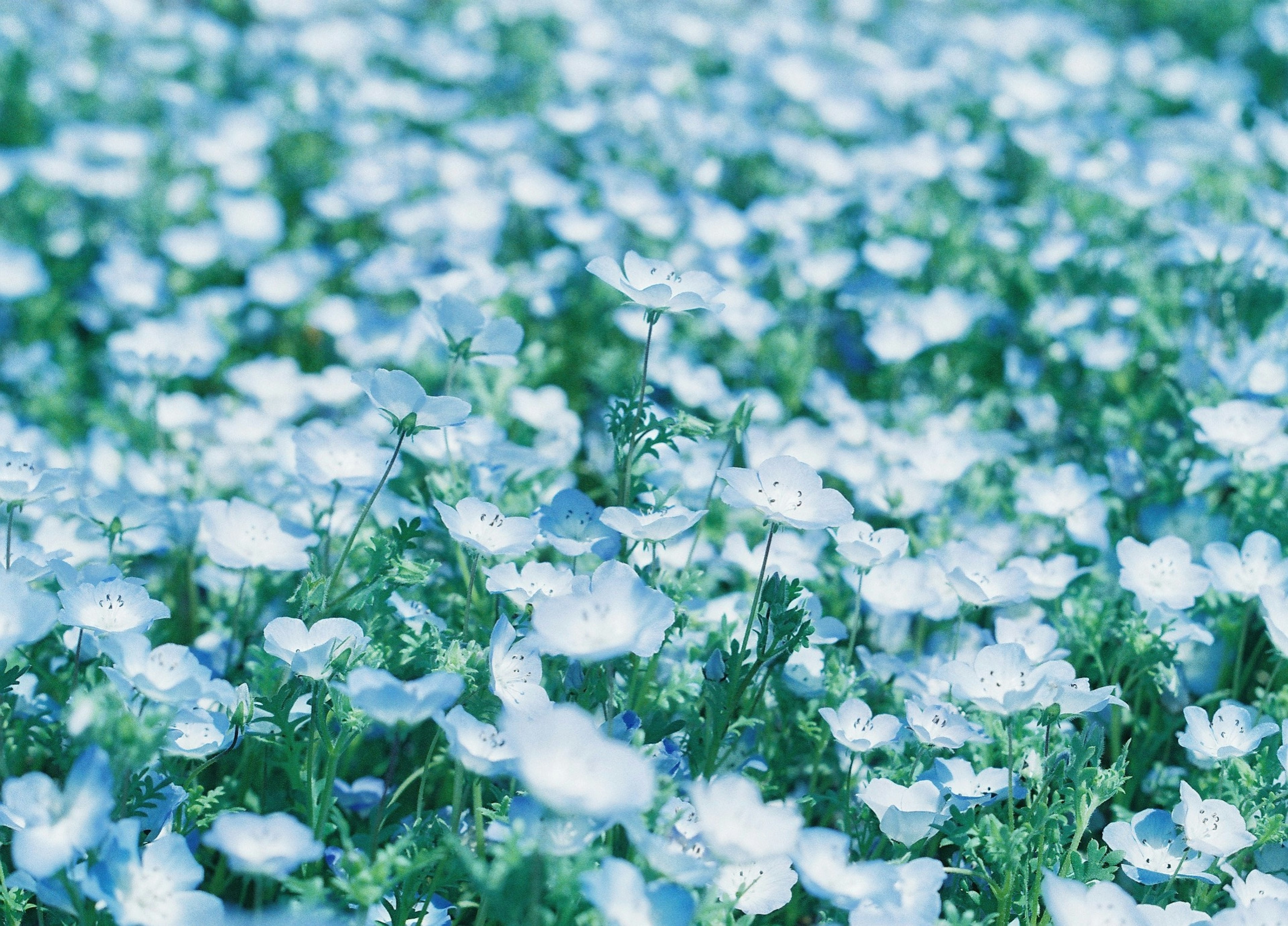 青い花が咲く美しい風景