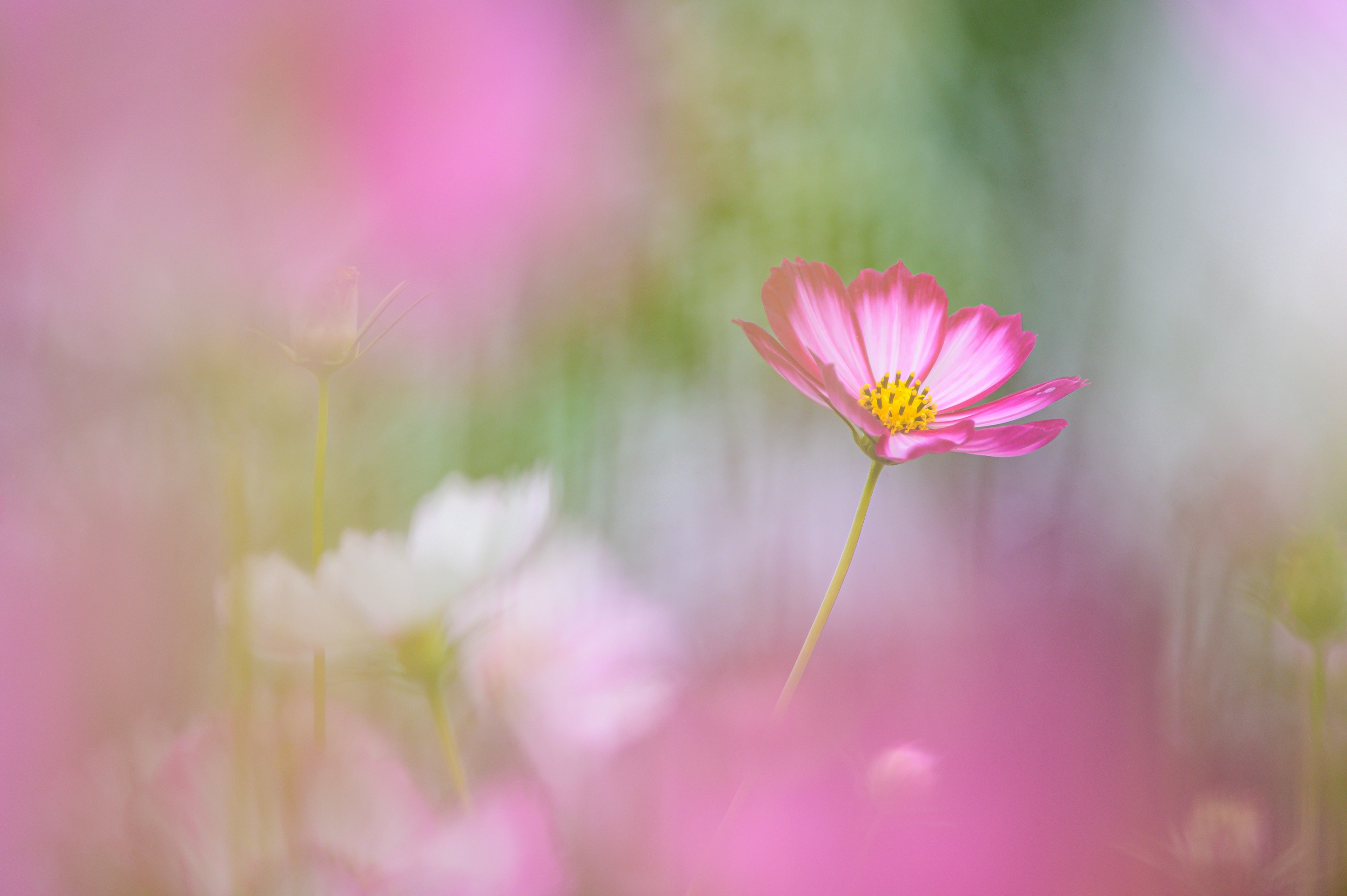 A single pink flower stands out among blurred flowers in soft colors