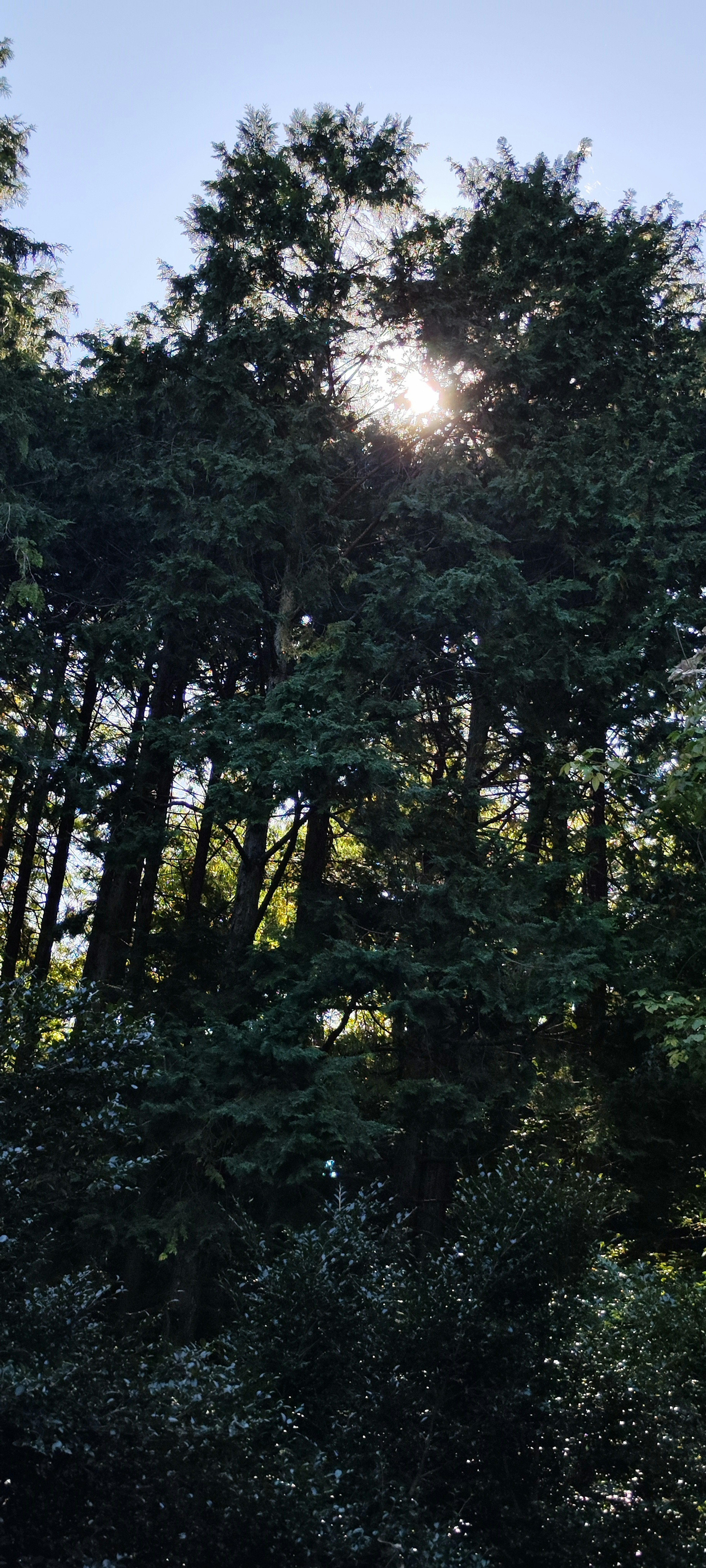 Forest scene with sunlight shining through trees