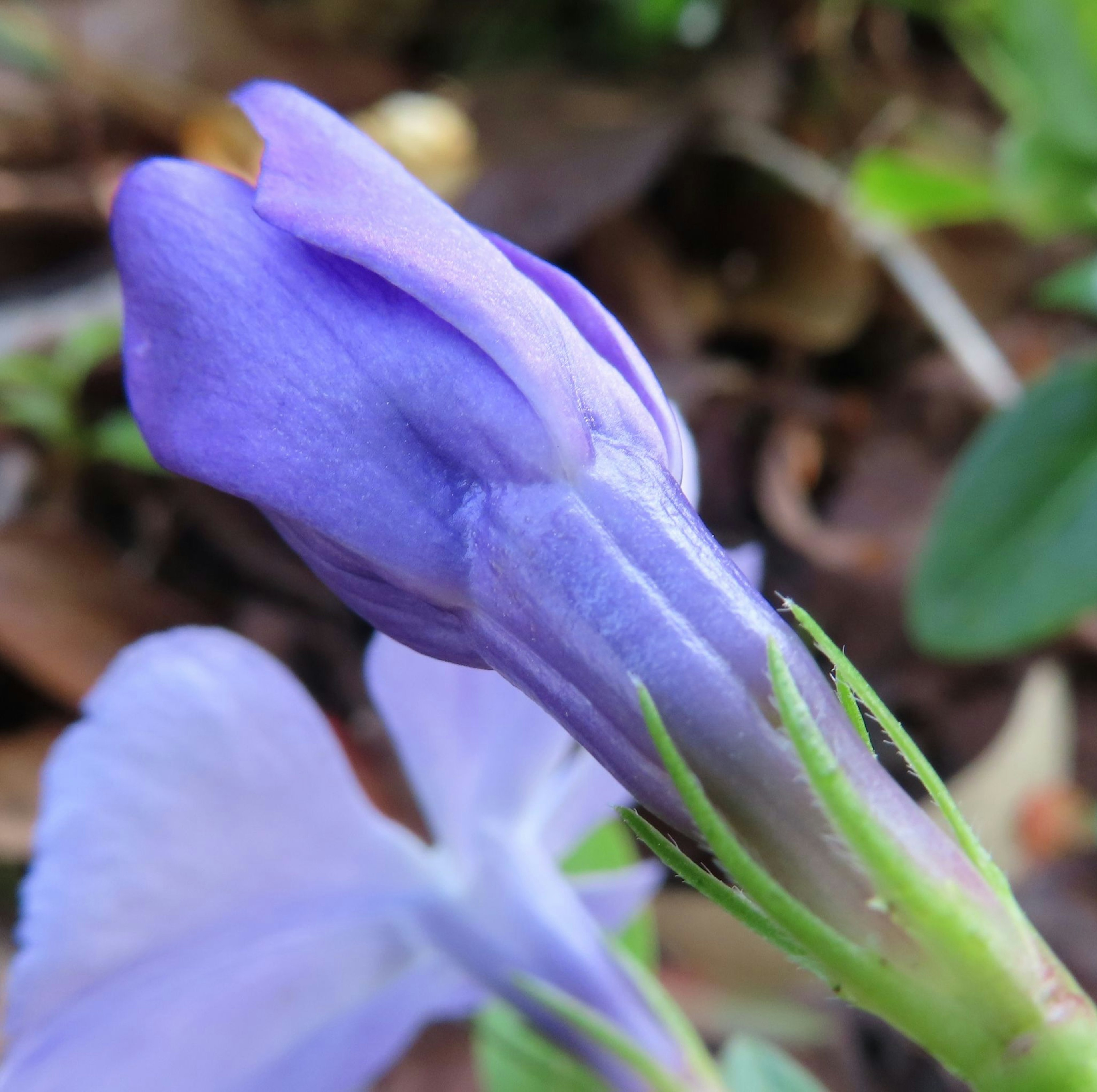 Bouton de fleur violet entouré de feuilles vertes