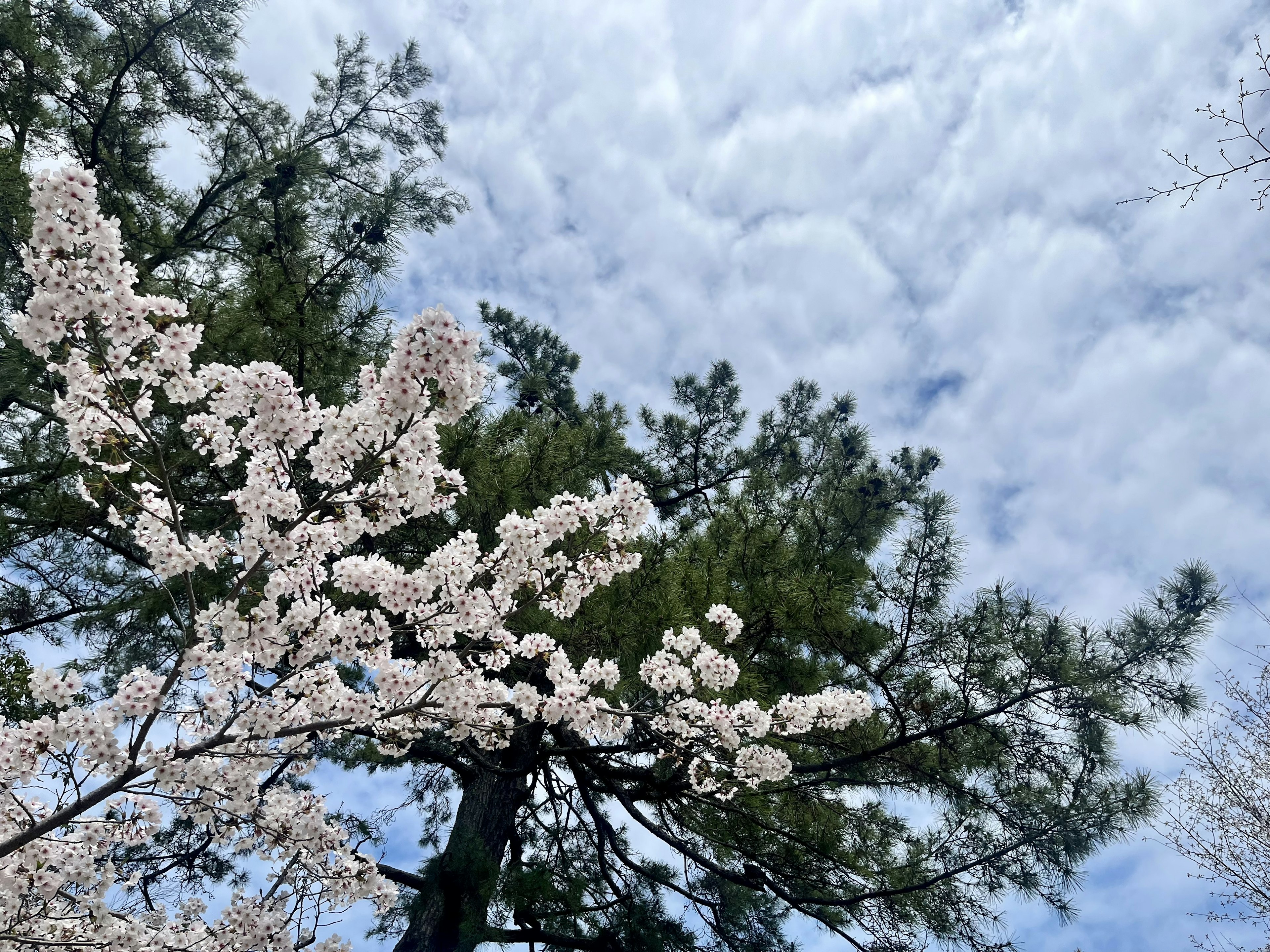 Flores de cerezo floreciendo bajo un cielo azul con árboles verdes