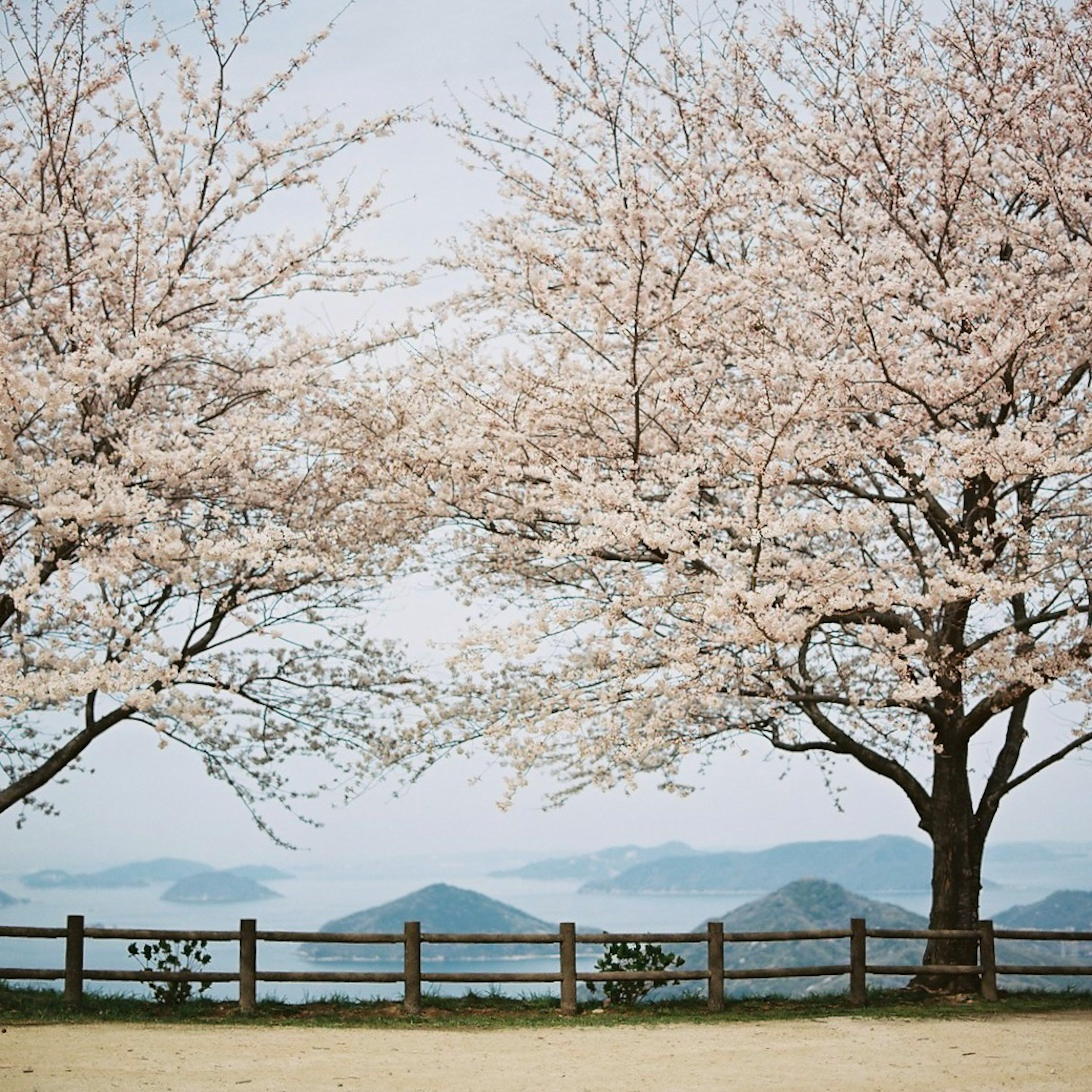 桜の木が並ぶ美しい景色と遠くの山々