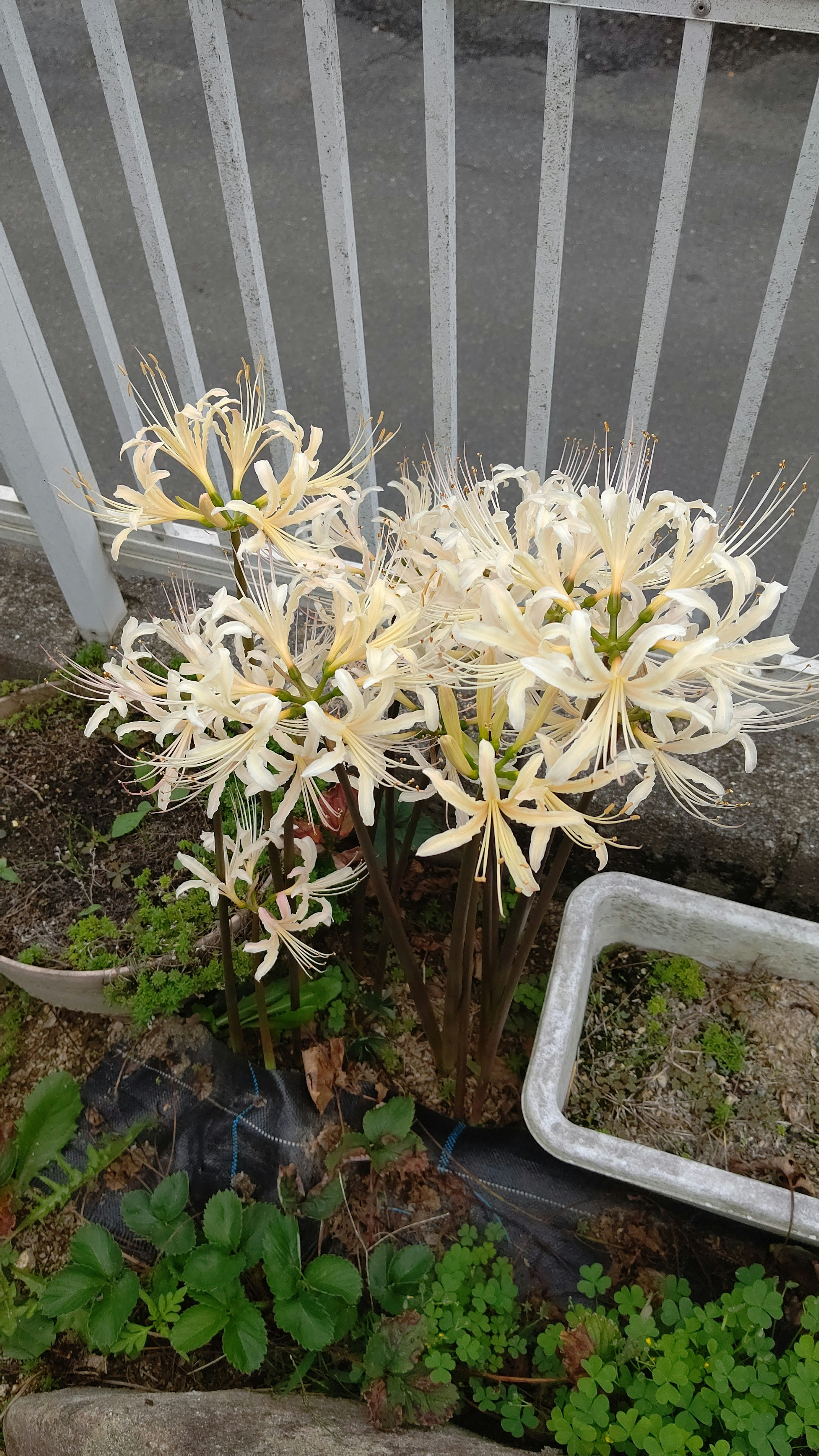 Massa di fiori bianchi in fiore vicino a una recinzione