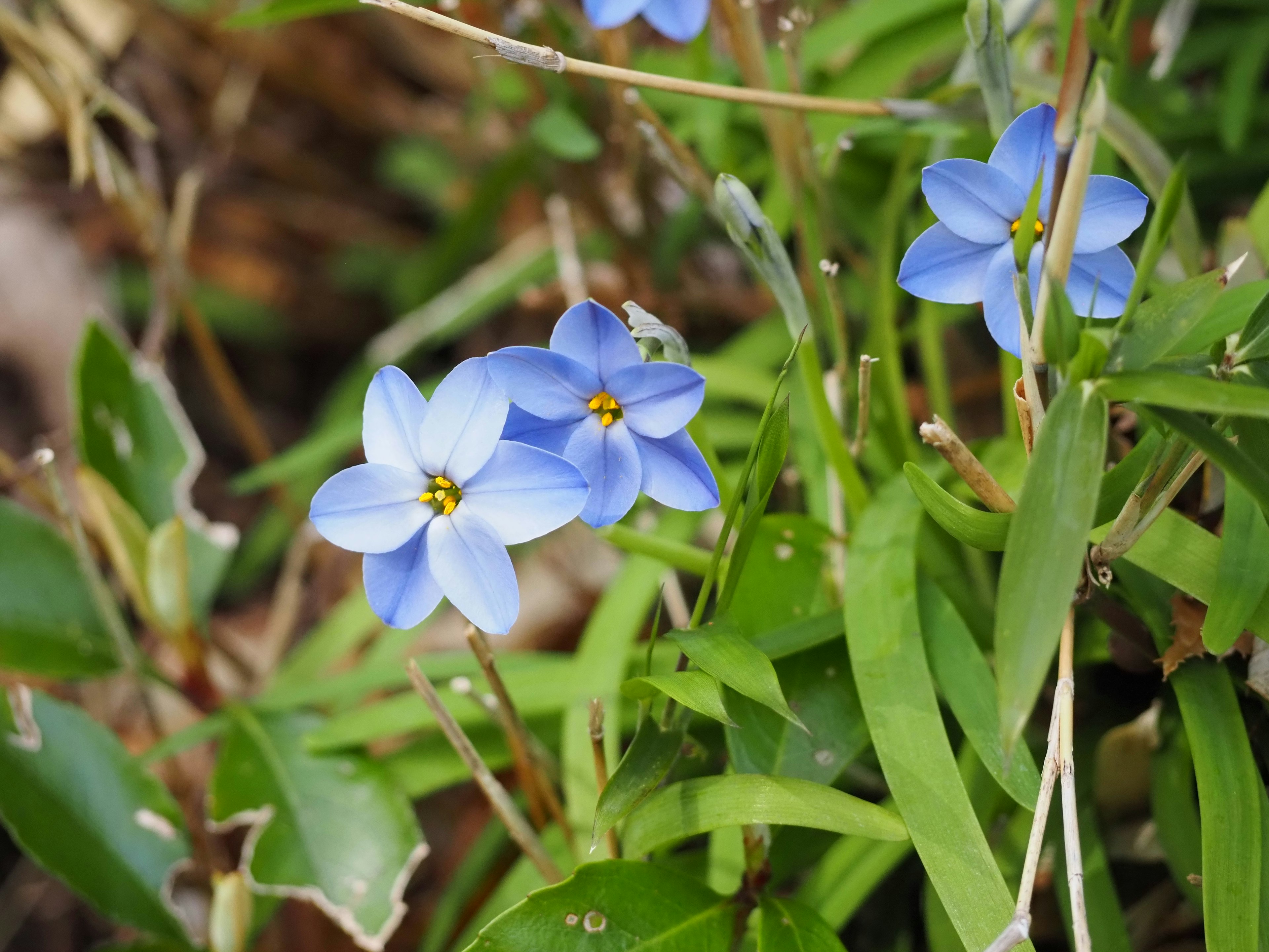 Bunga biru dengan daun hijau di lingkungan alami