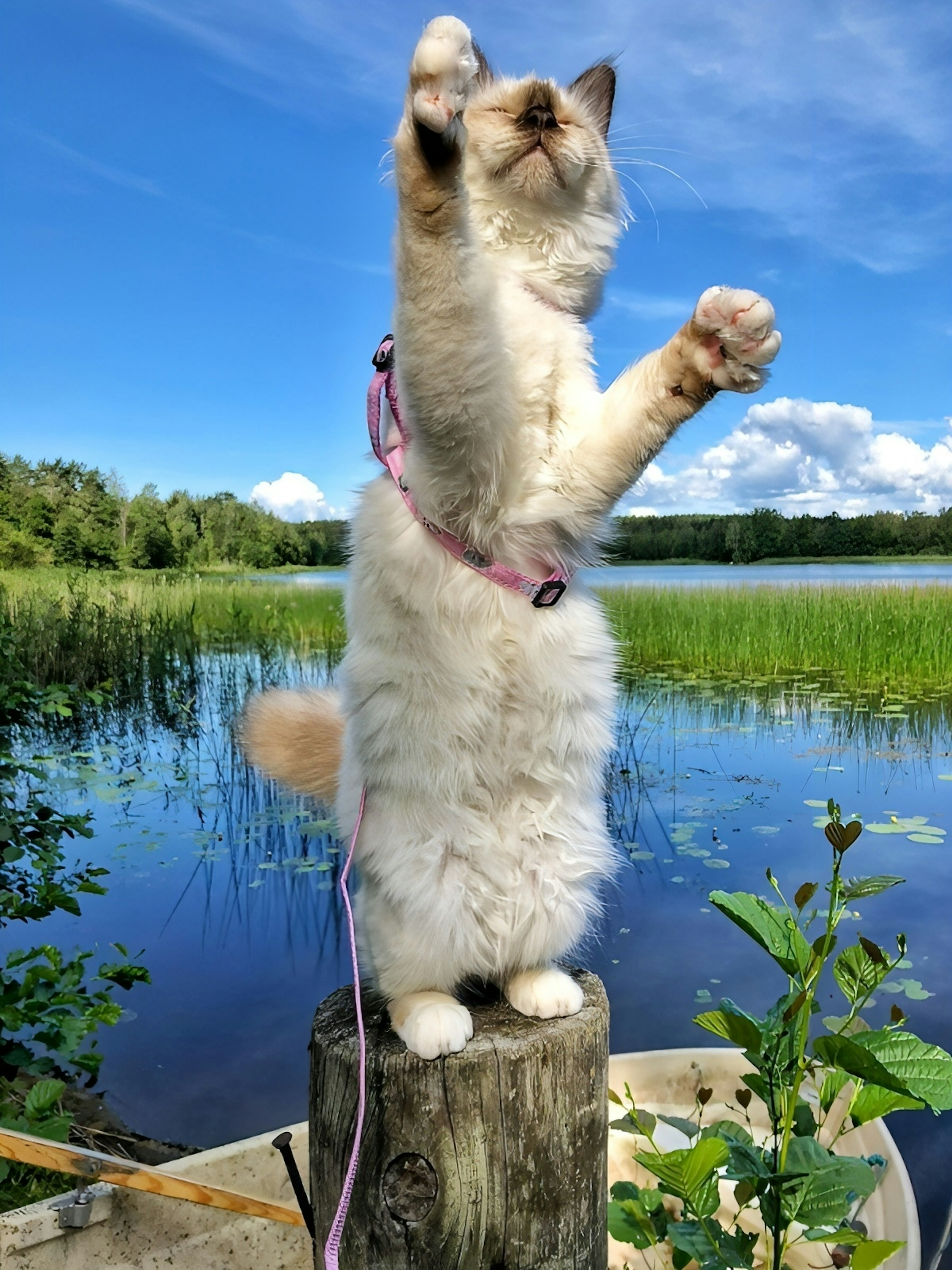 Un gato de pie sobre un tocón junto al agua con cielo azul