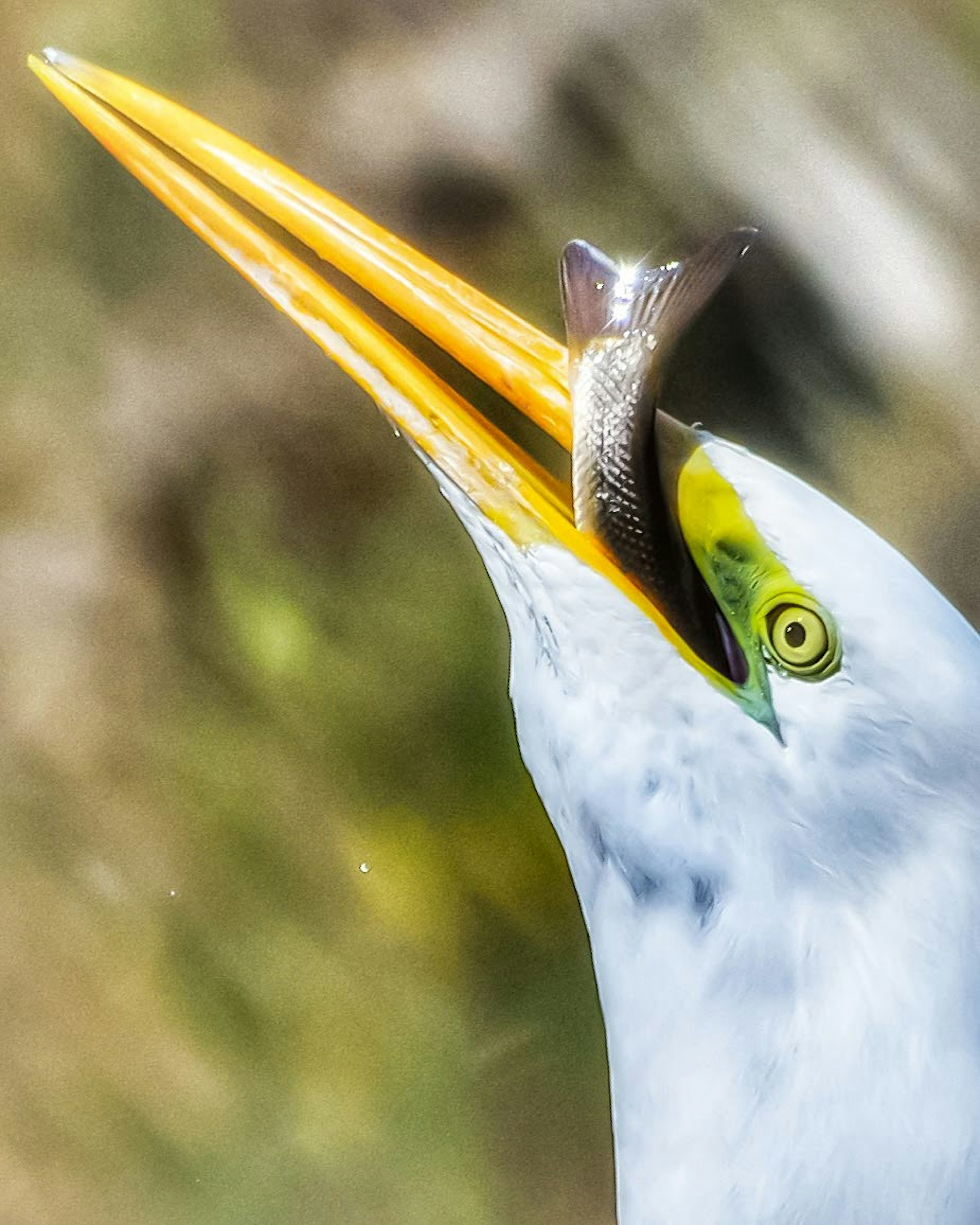 Close-up burung bangau putih memegang ikan