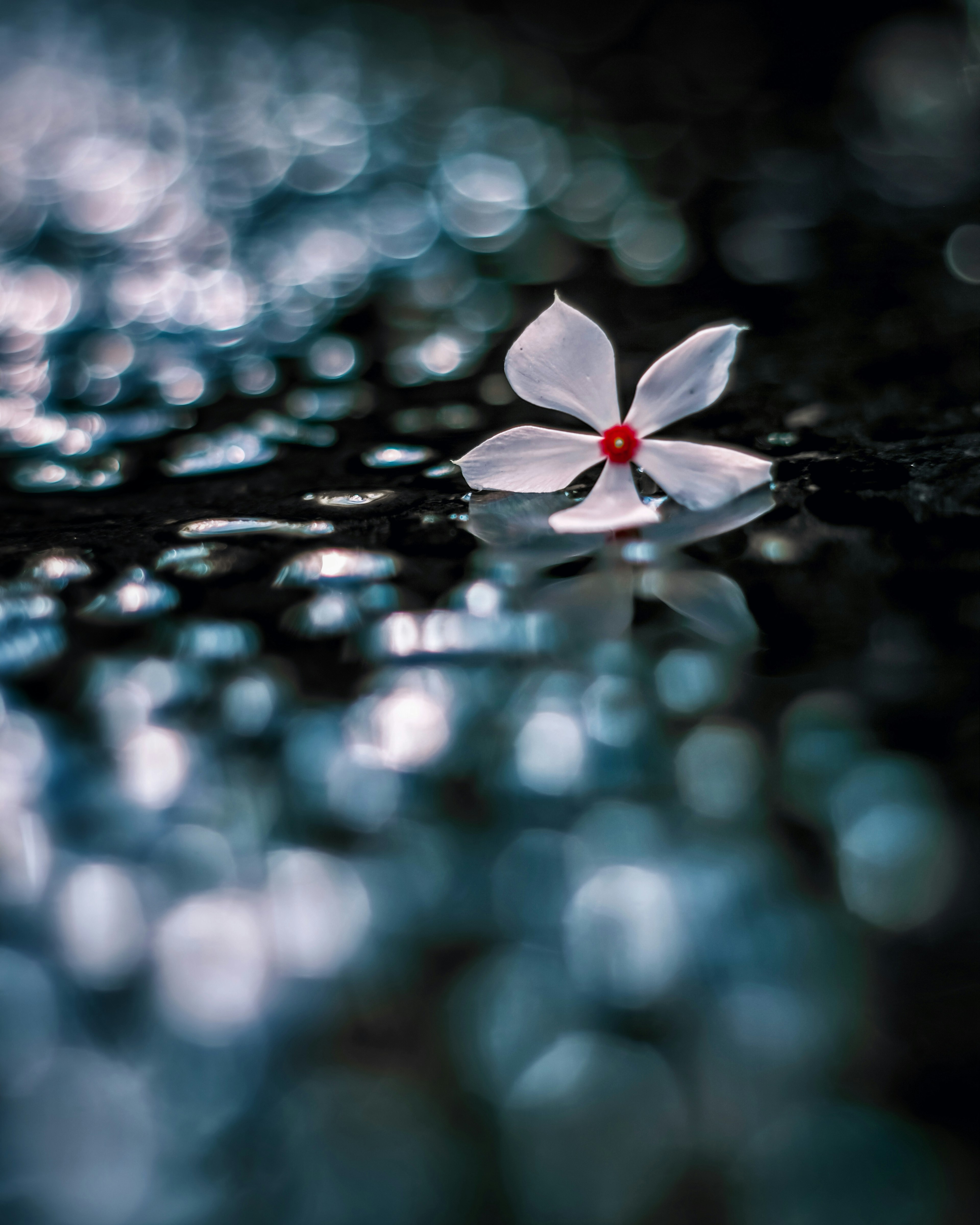 Une belle scène d'un pétale de fleur blanche avec un centre rouge flottant sur l'eau