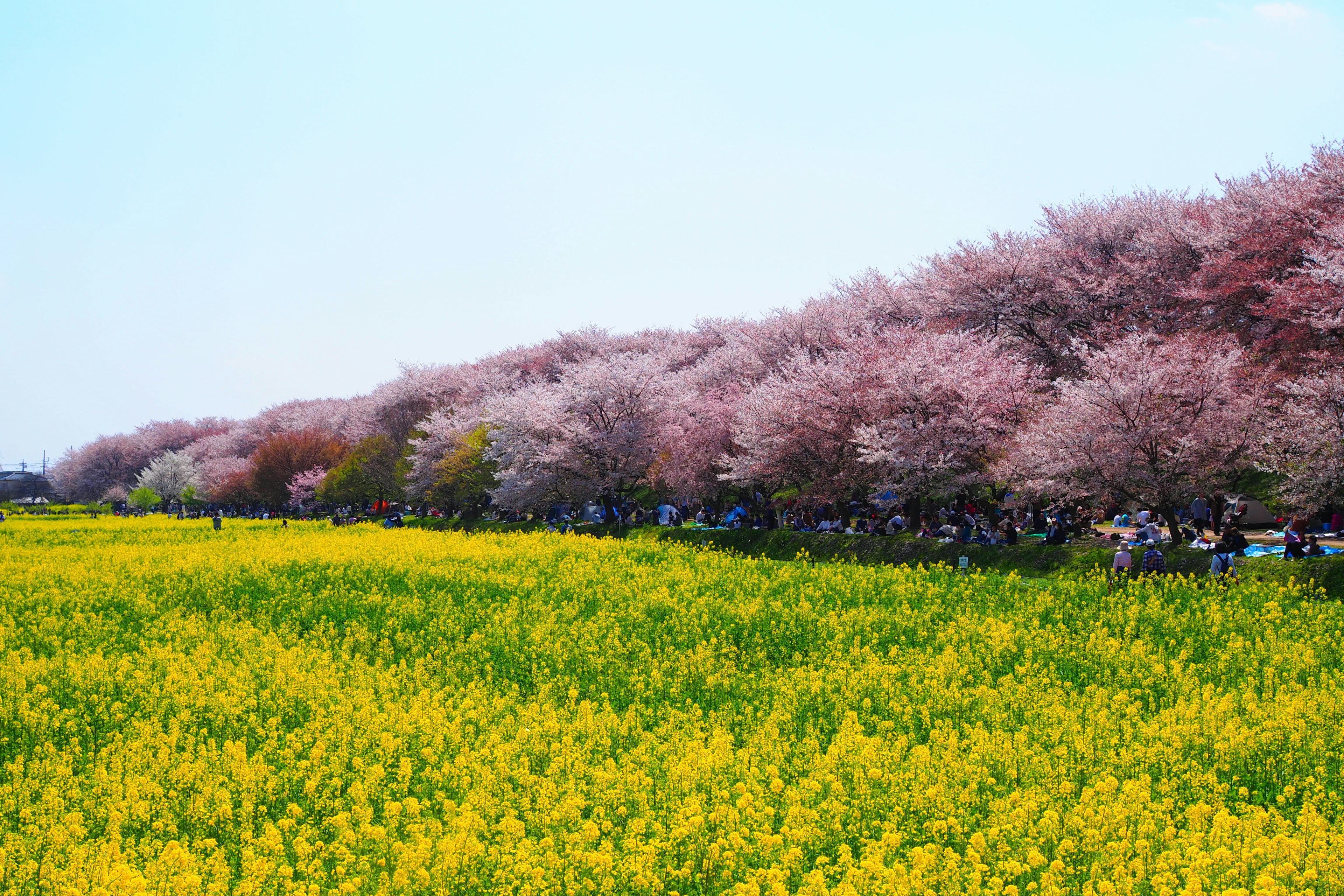 Paysage magnifique avec des cerisiers en fleurs et un champ de colza