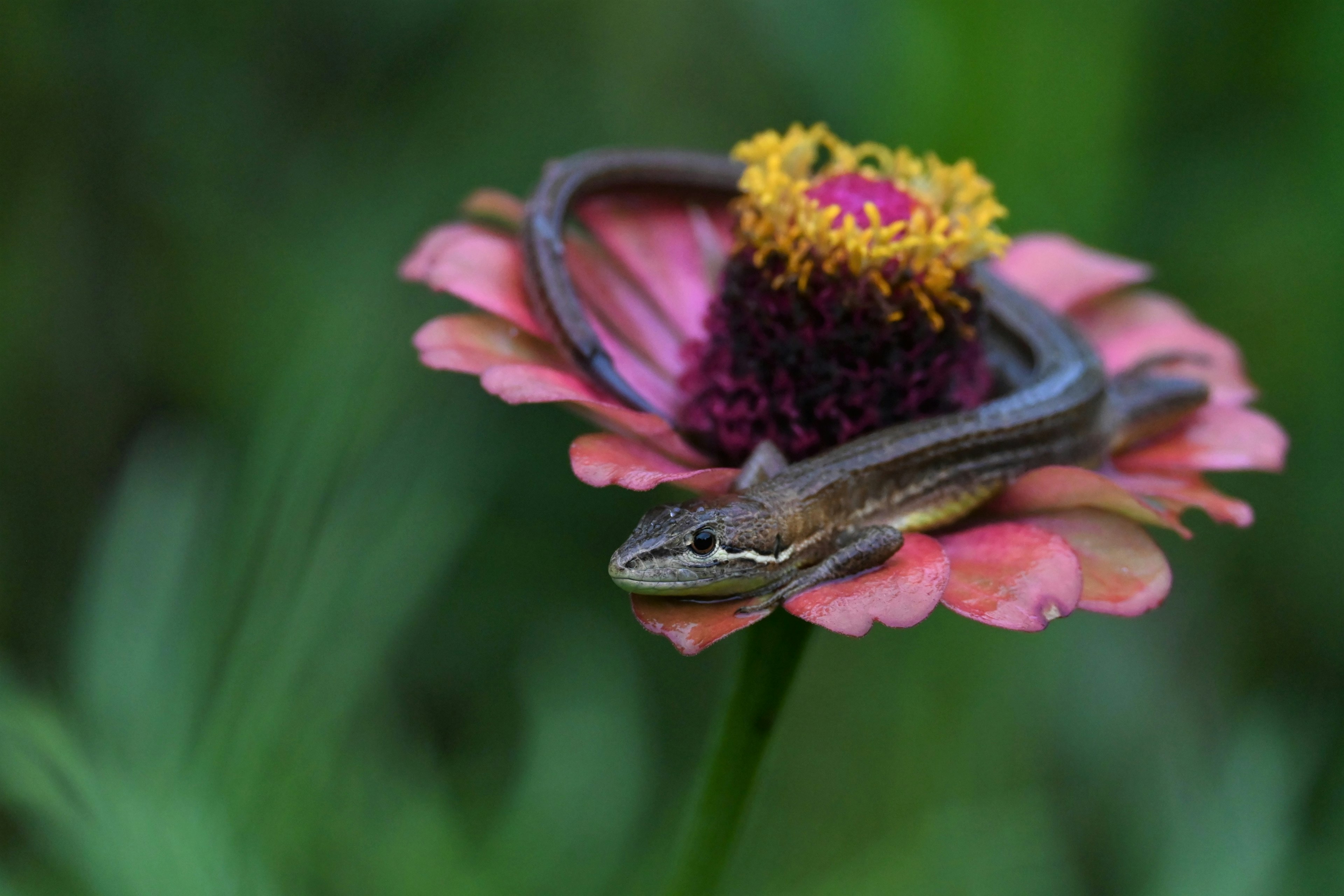 Una piccola creatura simile a un lucertola che riposa su un fiore colorato con petali rosa