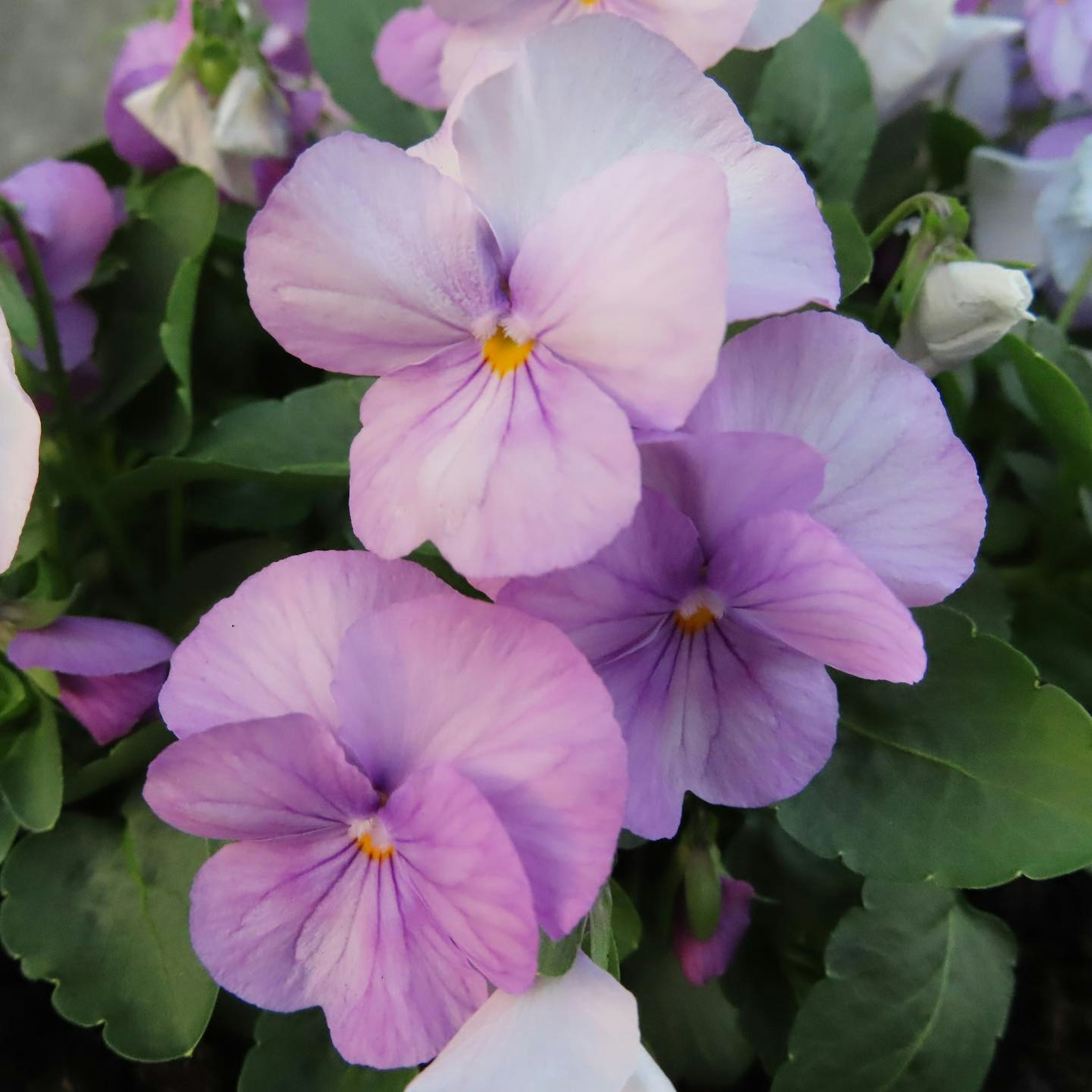 Blooming purple pansy flowers with soft petals