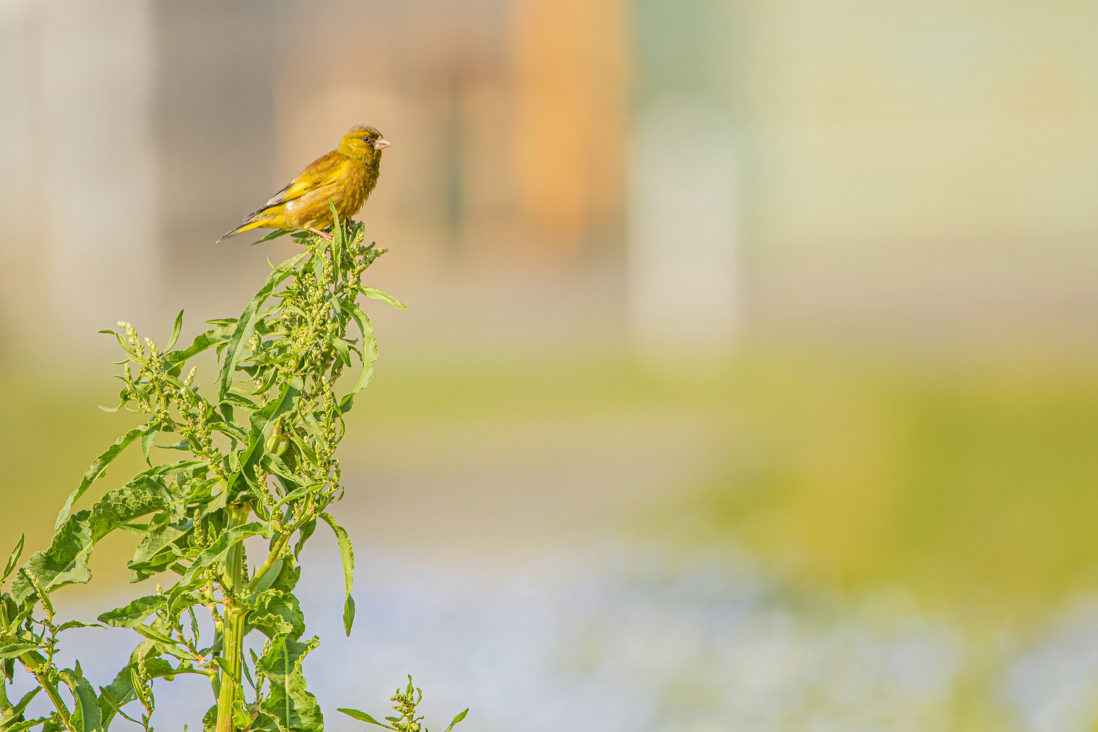 黄色い鳥が植物の上に立っている風景