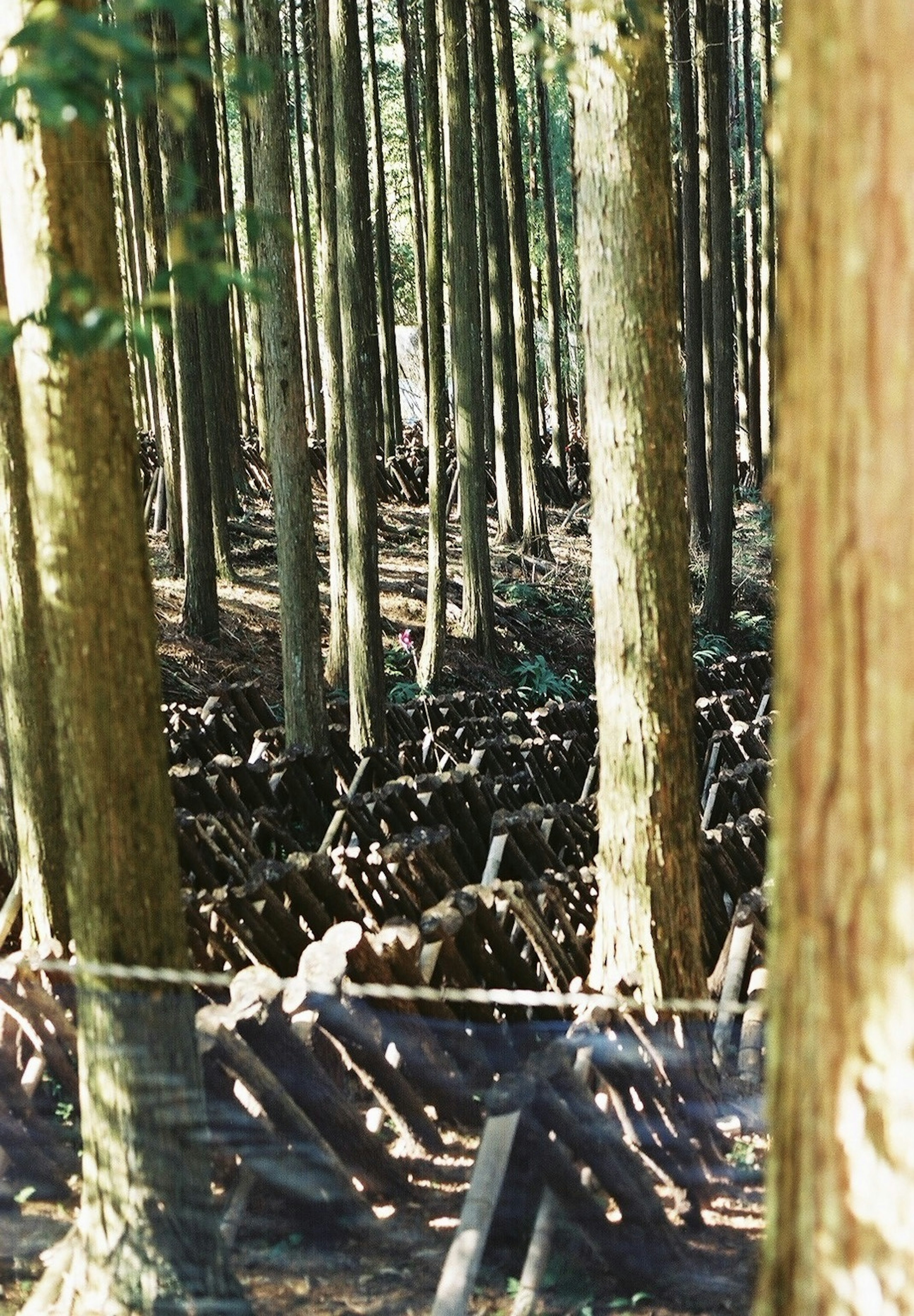 Estructuras de madera visibles entre los árboles en un bosque