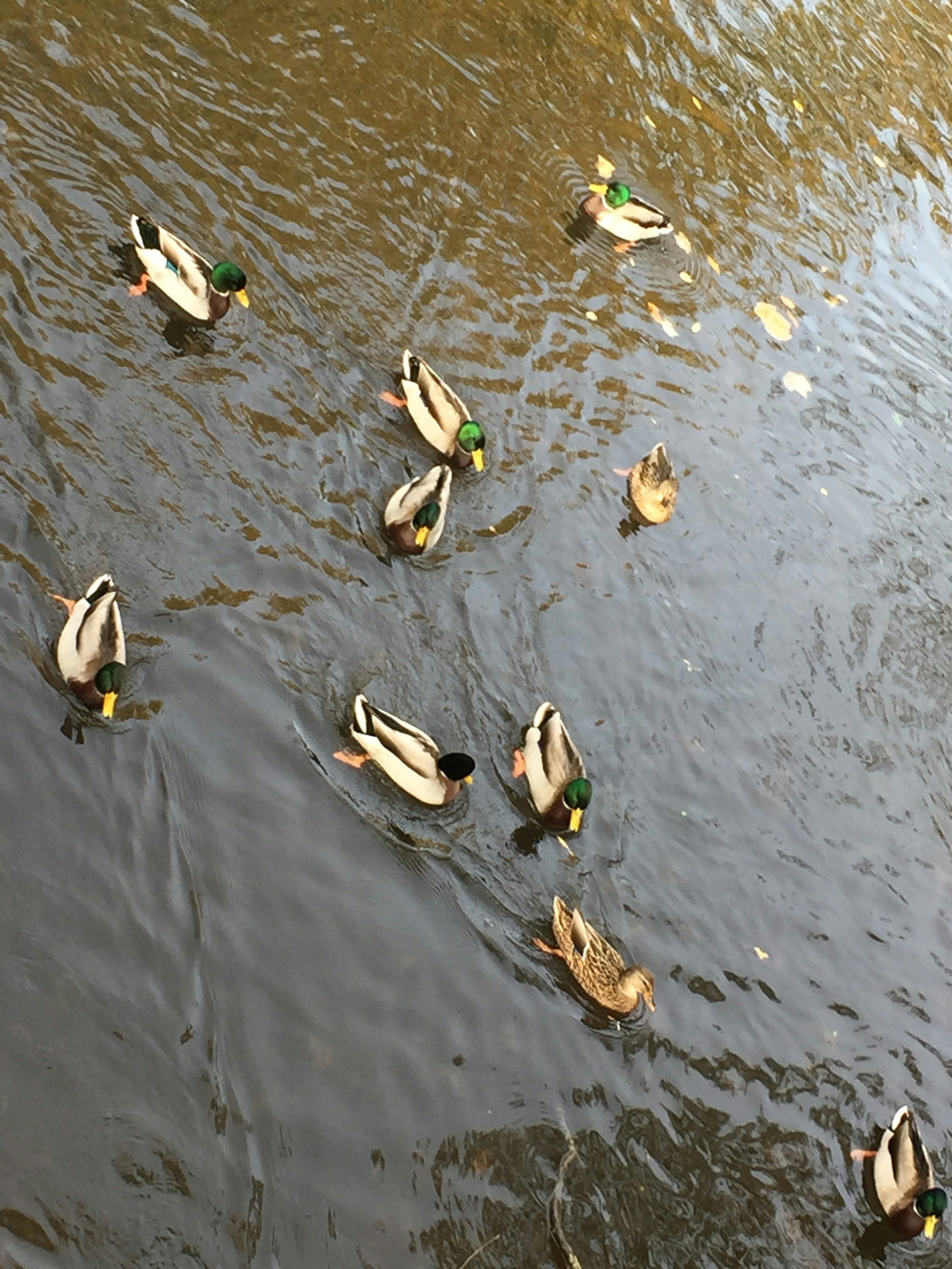 Eine Gruppe von Enten, die auf dem Wasser schwimmen, mit männlichen Enten mit grünem Kopf und schwimmenden Blättern