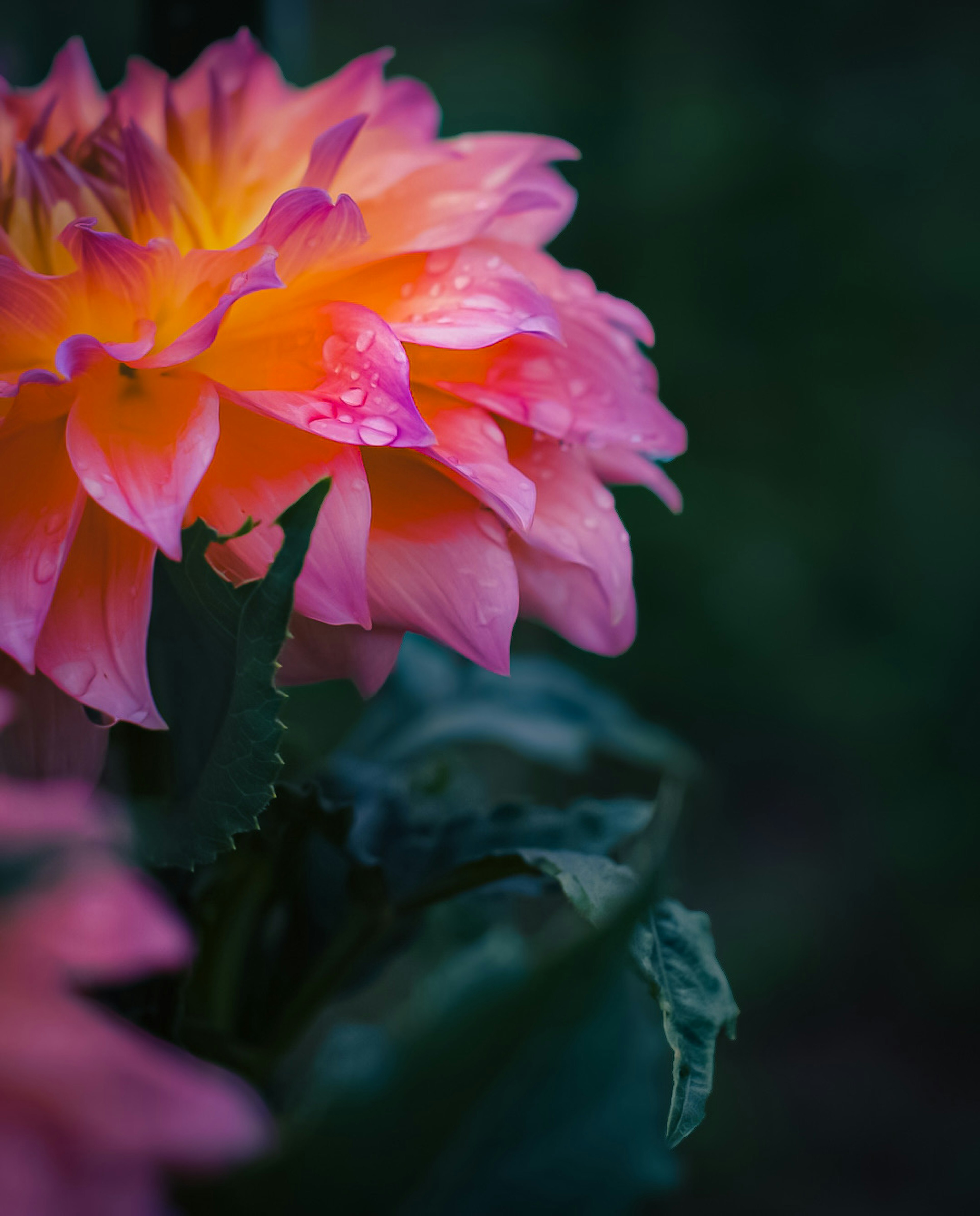 Vibrant pink and orange flower surrounded by green leaves