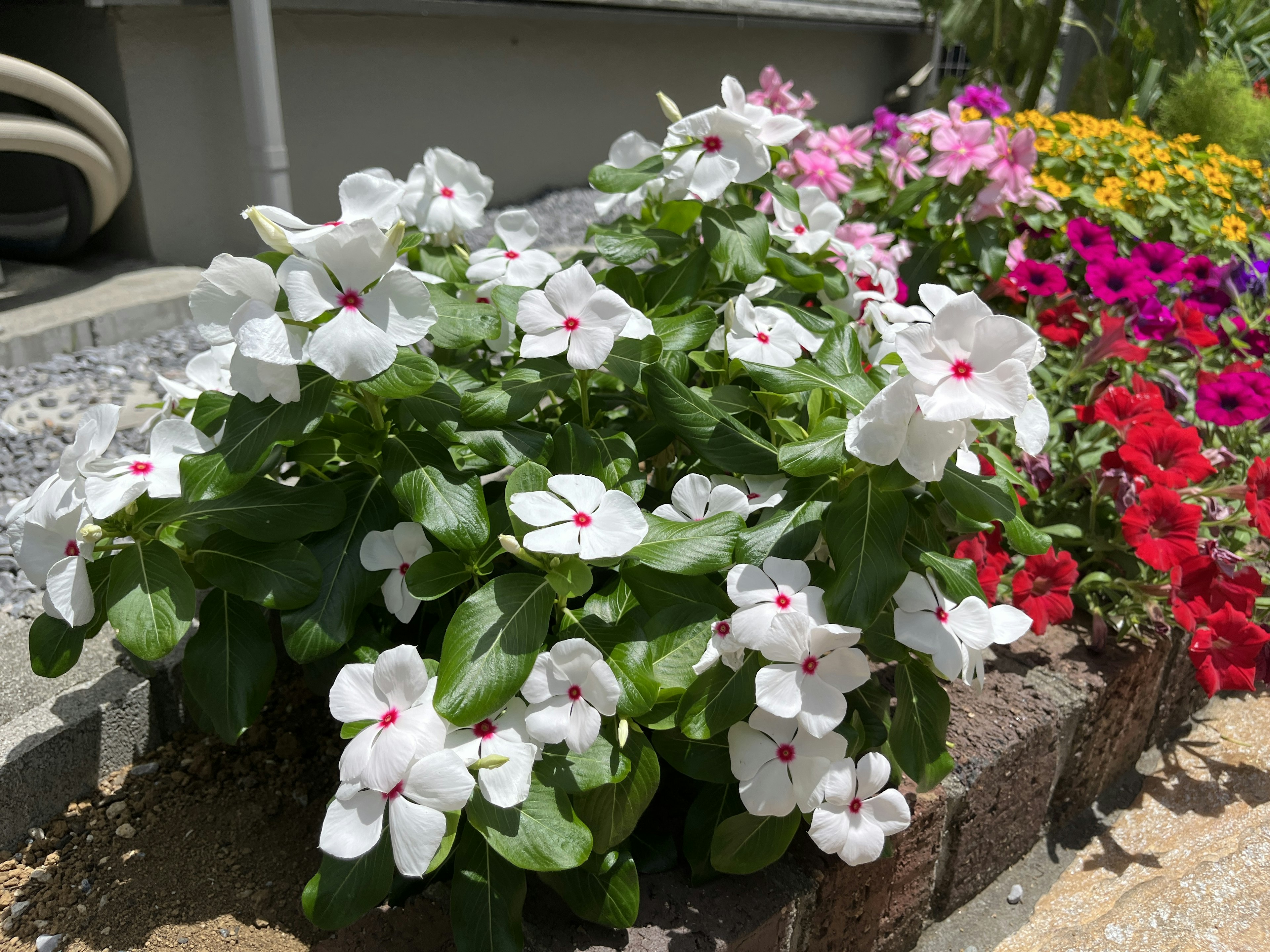 生机勃勃的白色花朵和绿色叶子在花园花坛中