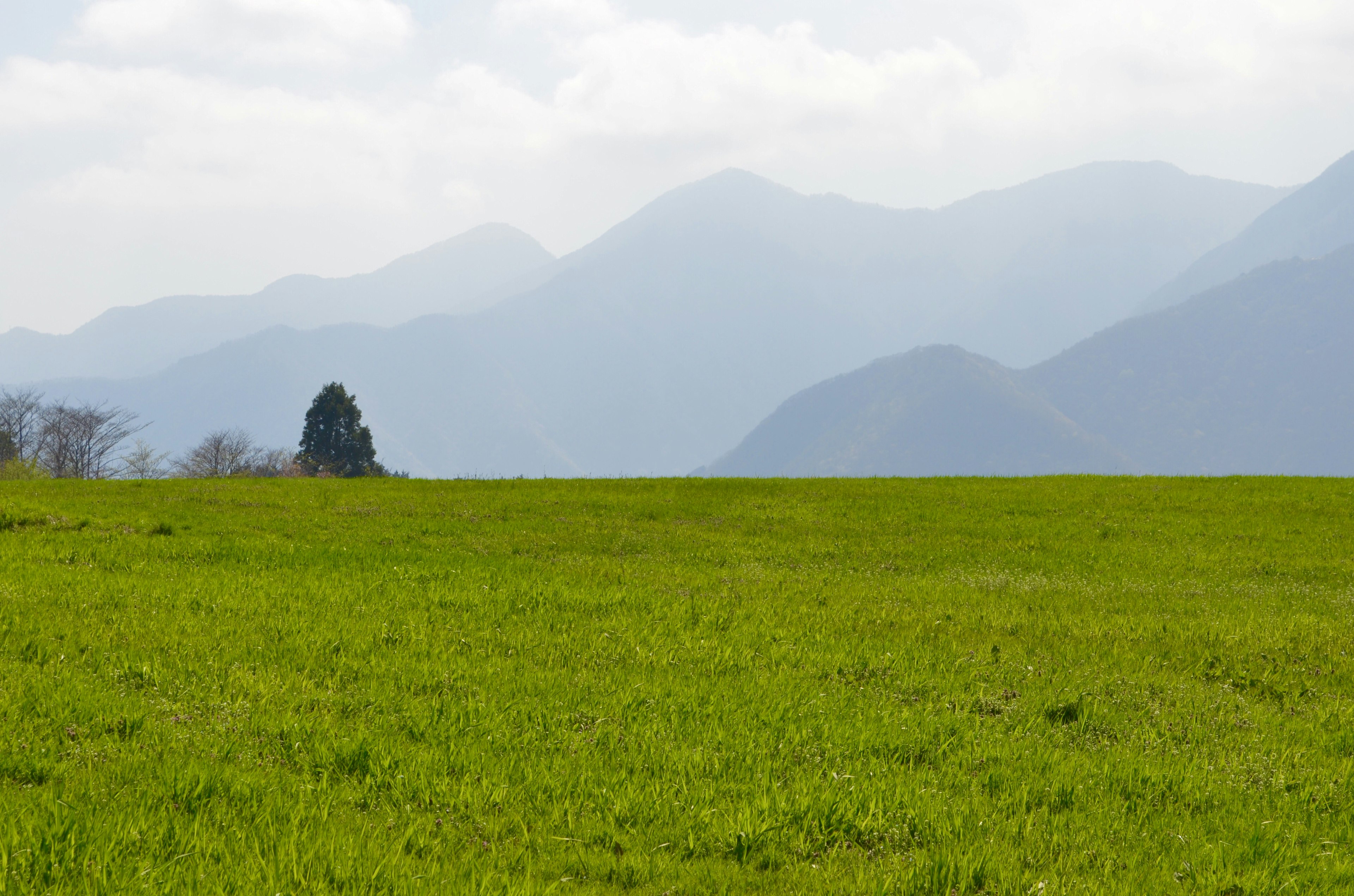 Lebendige grüne Wiese mit entfernten Bergen im Hintergrund