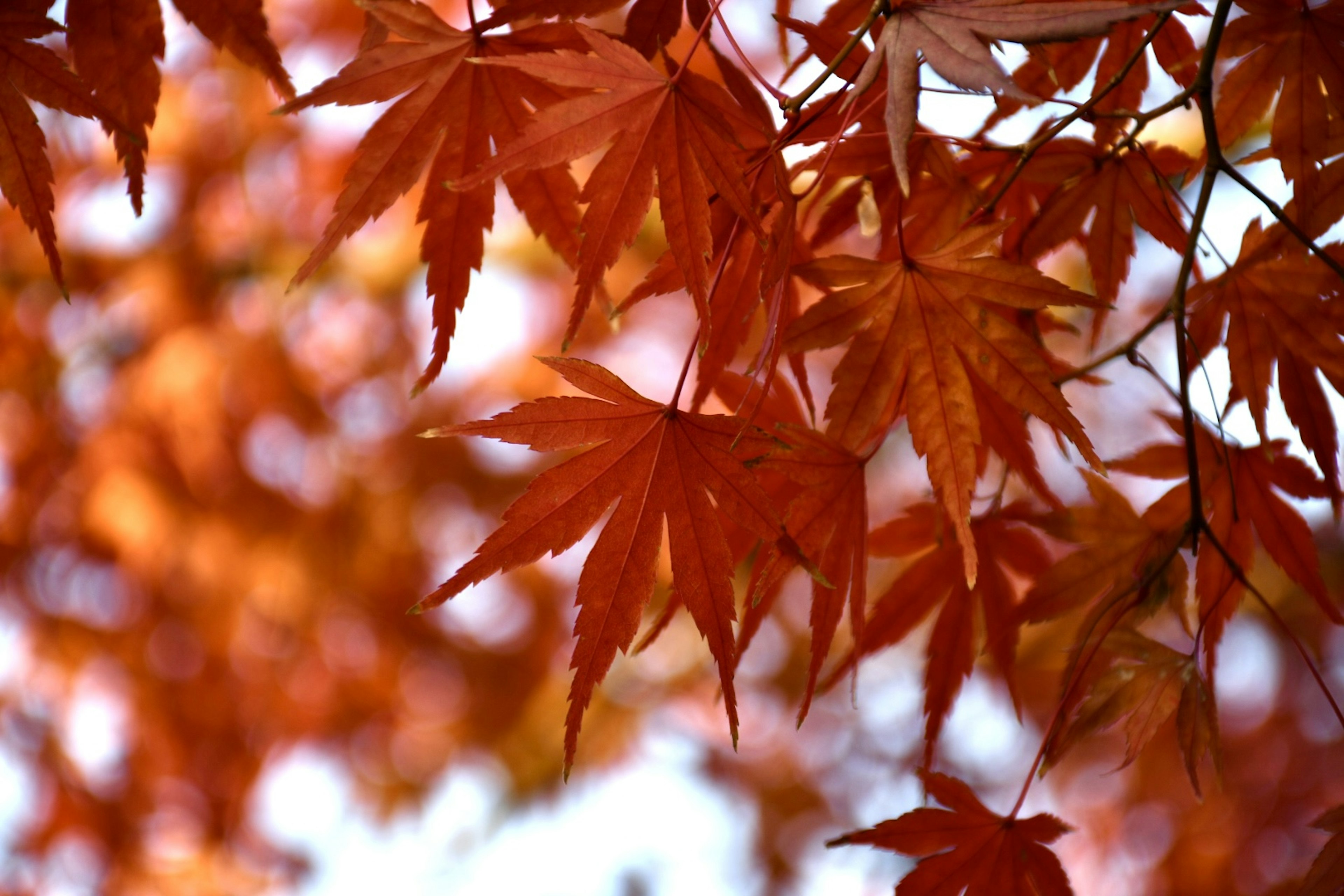 Vibrant maple leaves in shades of red against a blurred orange background