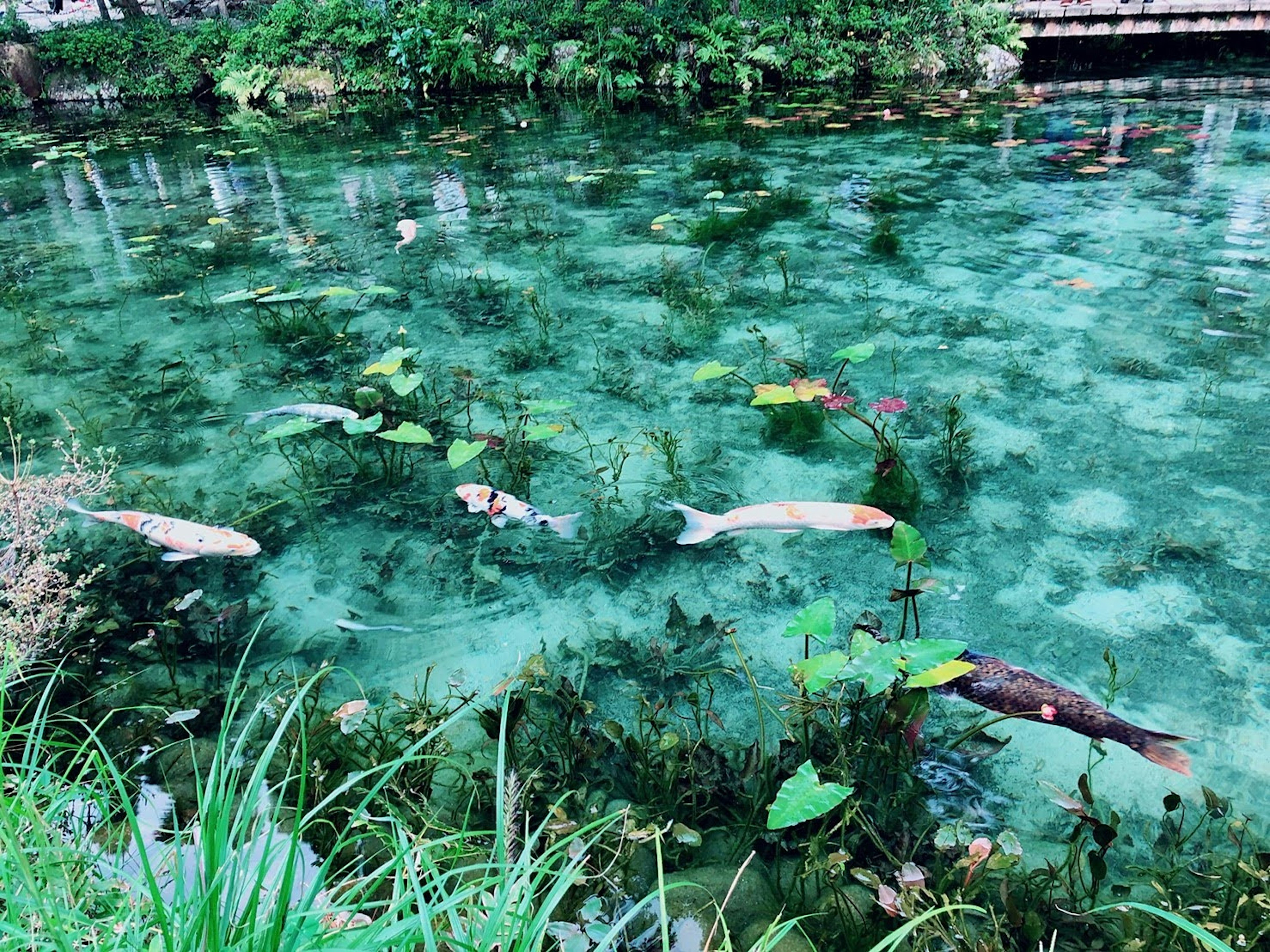 Pemandangan dengan ikan koi berenang di air jernih dikelilingi tanaman air