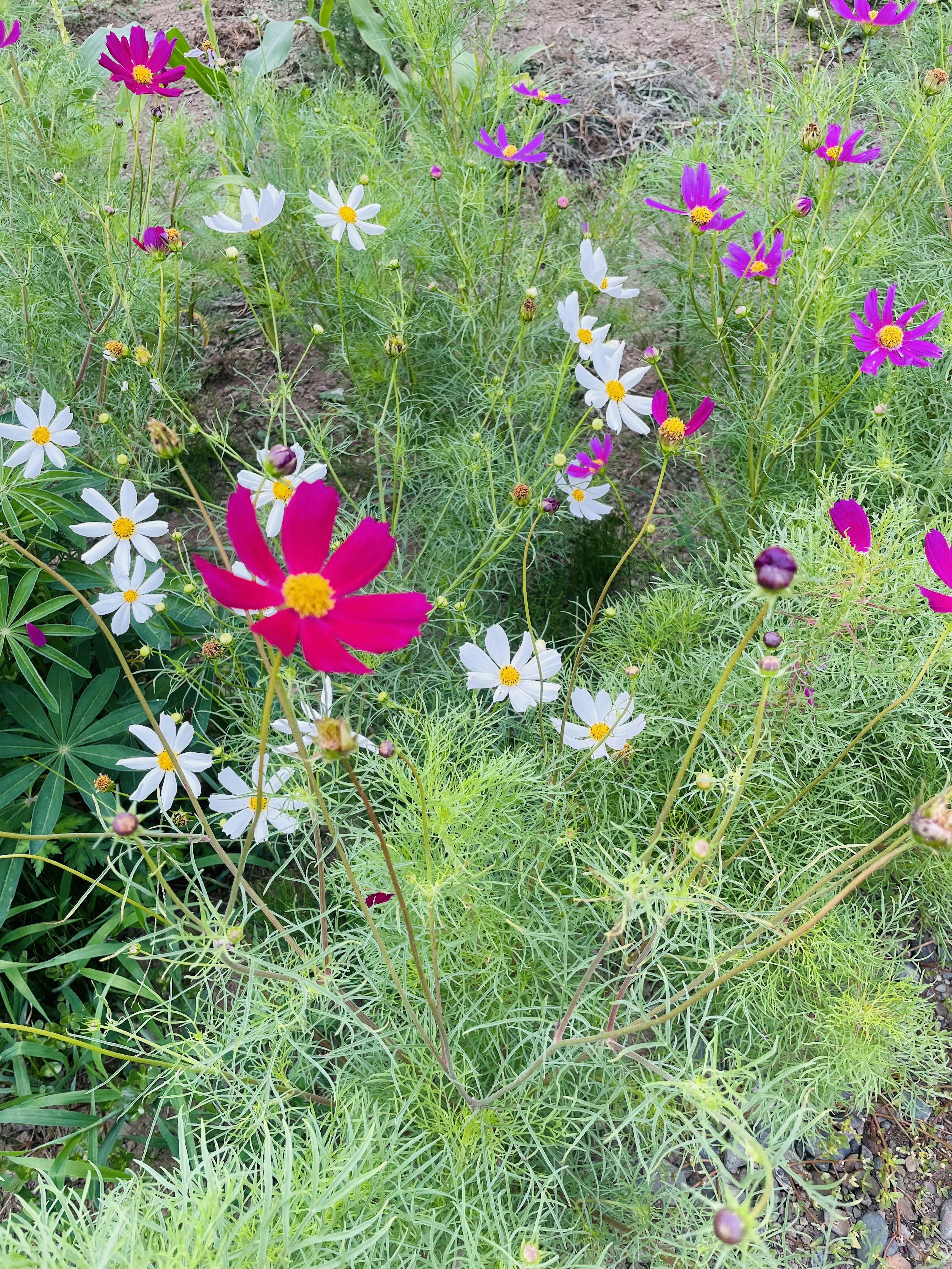 A vibrant display of pink and white cosmos flowers in a garden