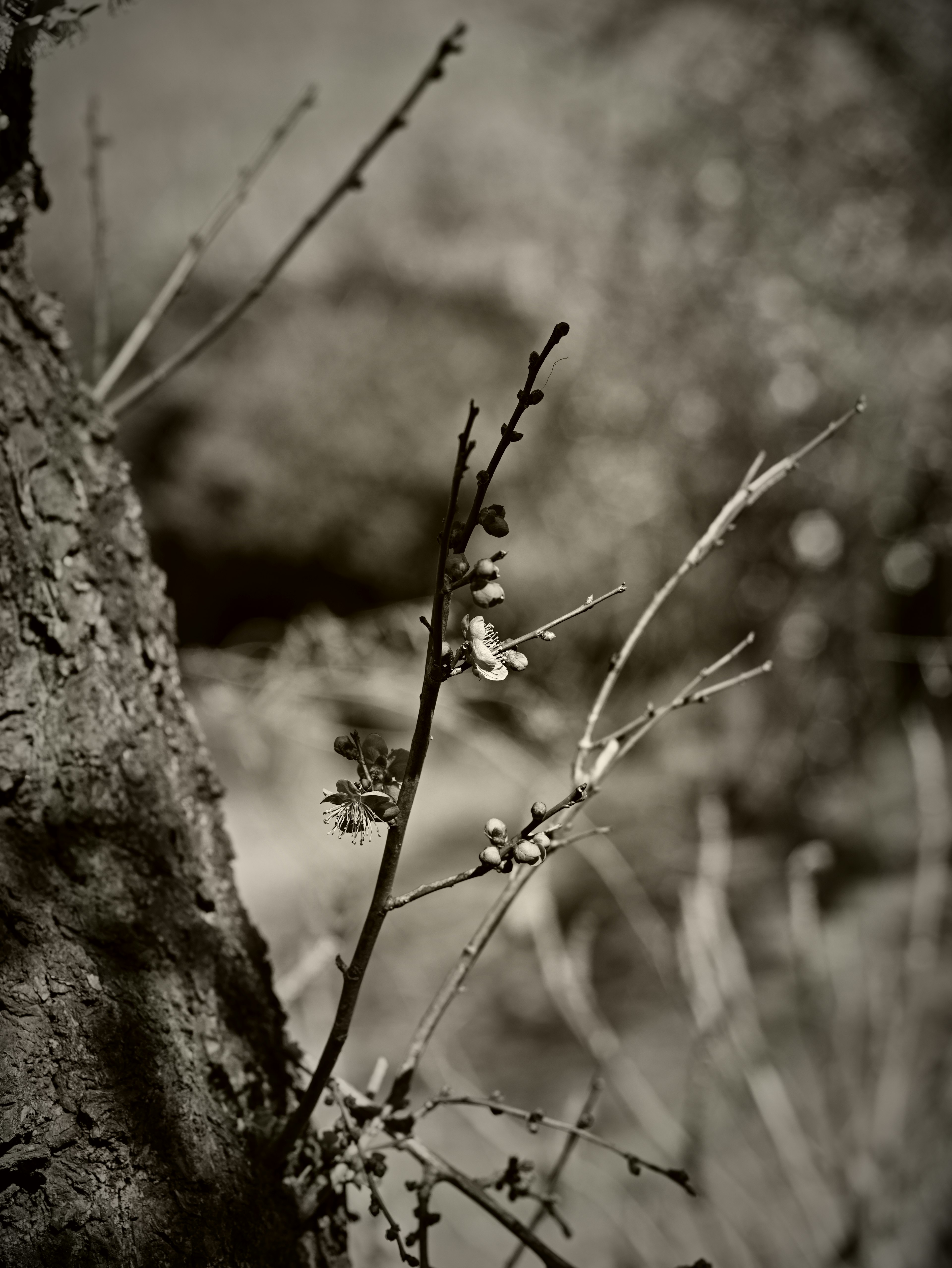 Thin branches and leaves against a tree trunk