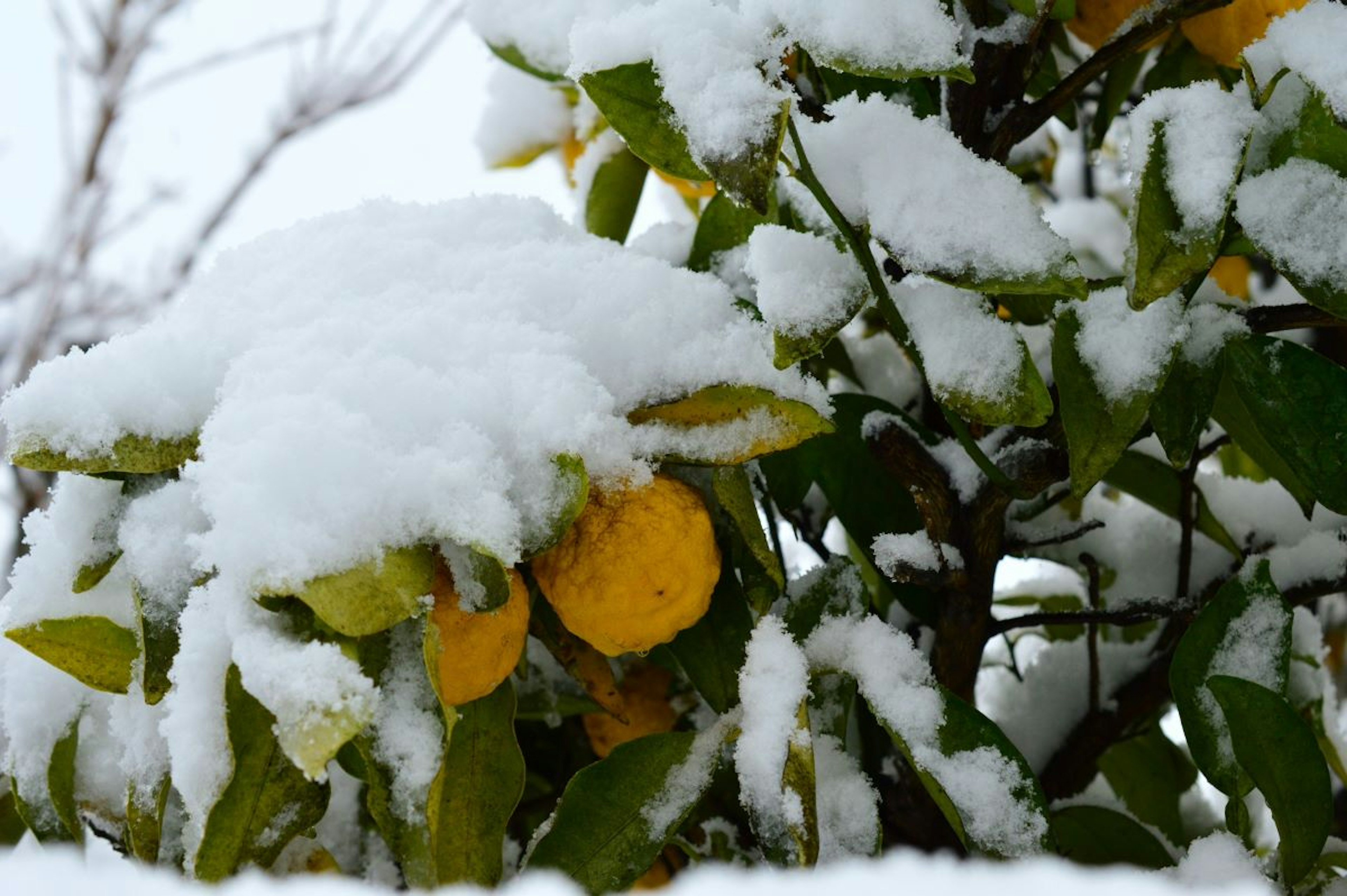 雪に覆われた柑橘の木の枝と果実