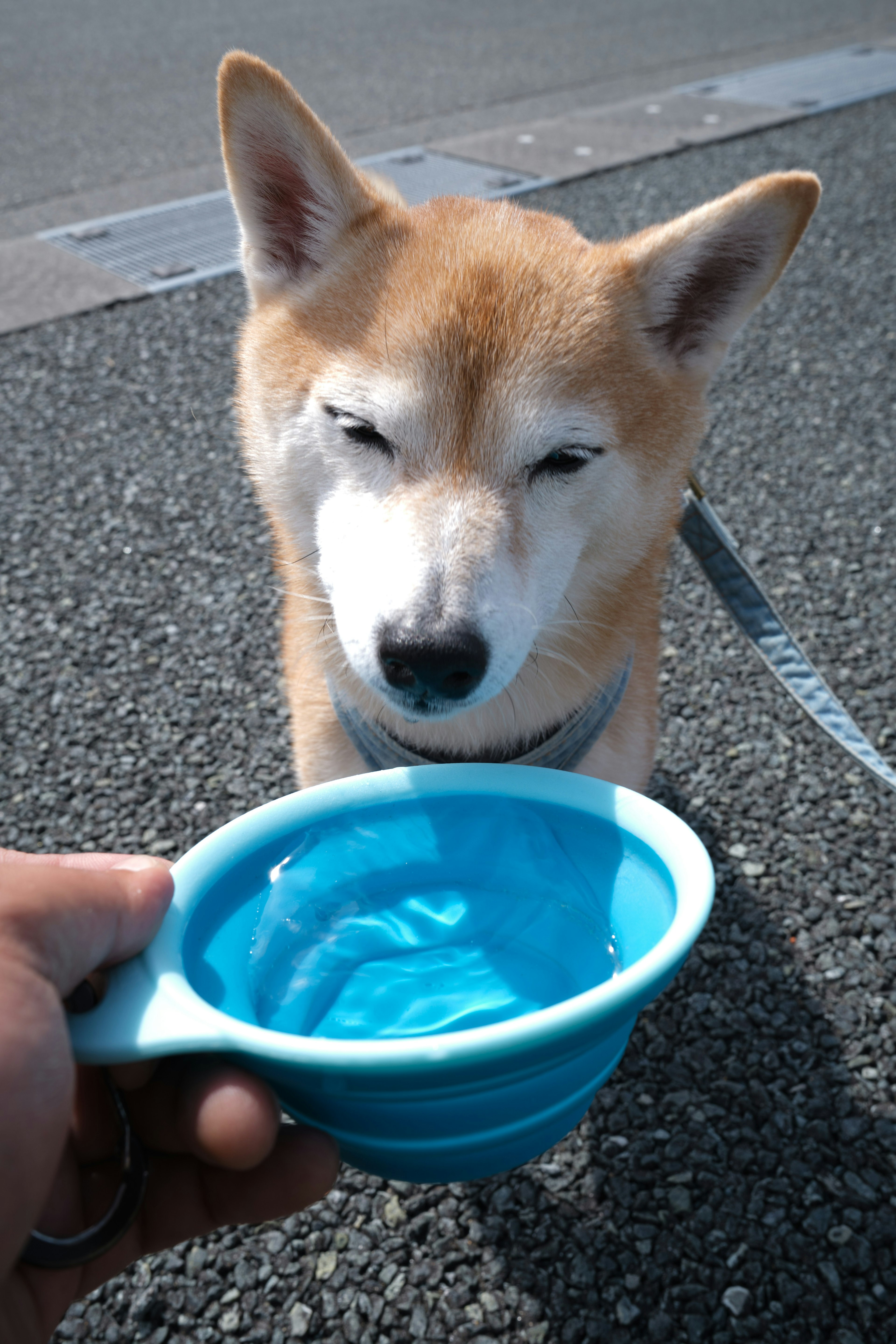 Shiba Inu near a hand holding a blue water bowl