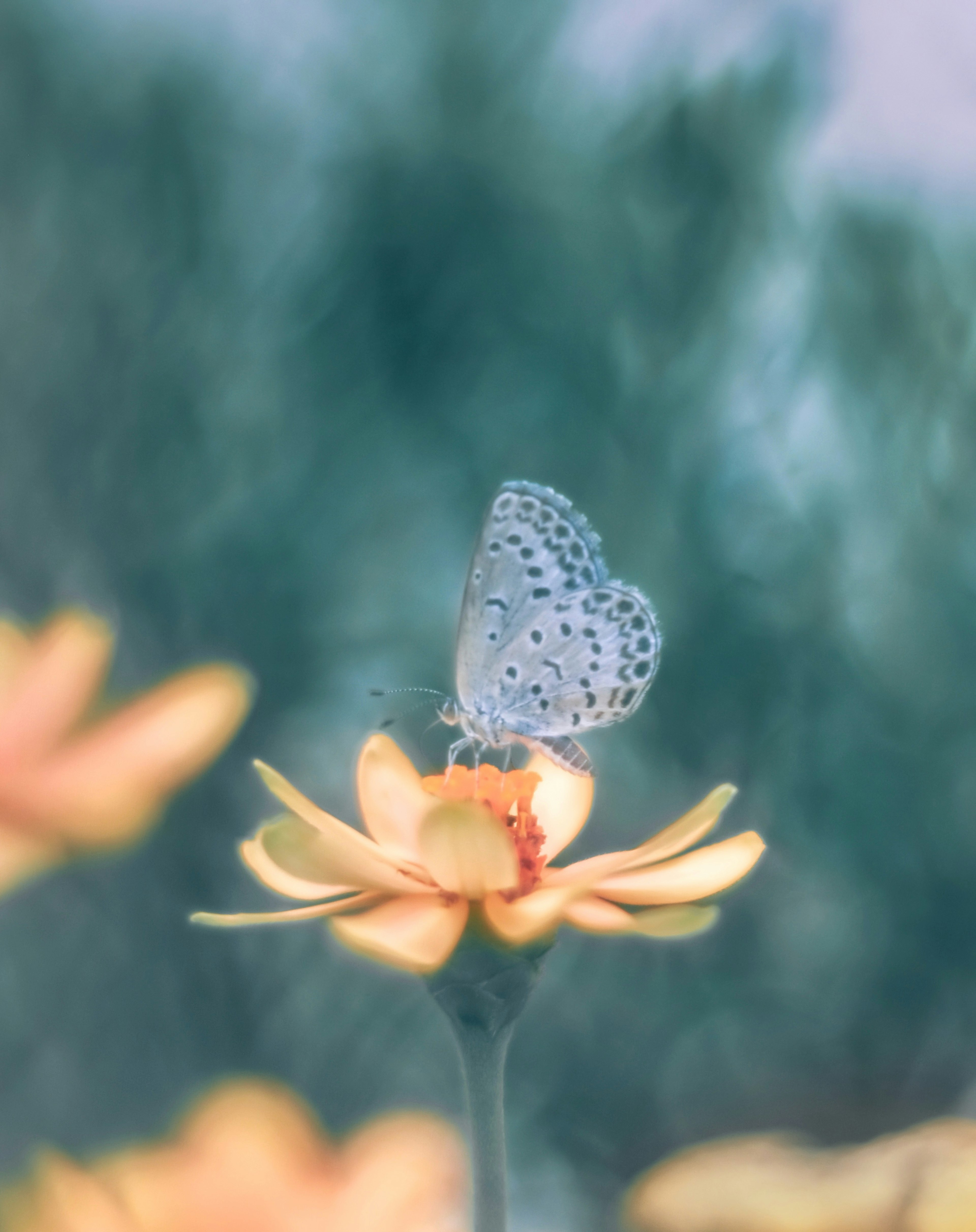 Una mariposa azul posada sobre una flor amarilla en un entorno sereno