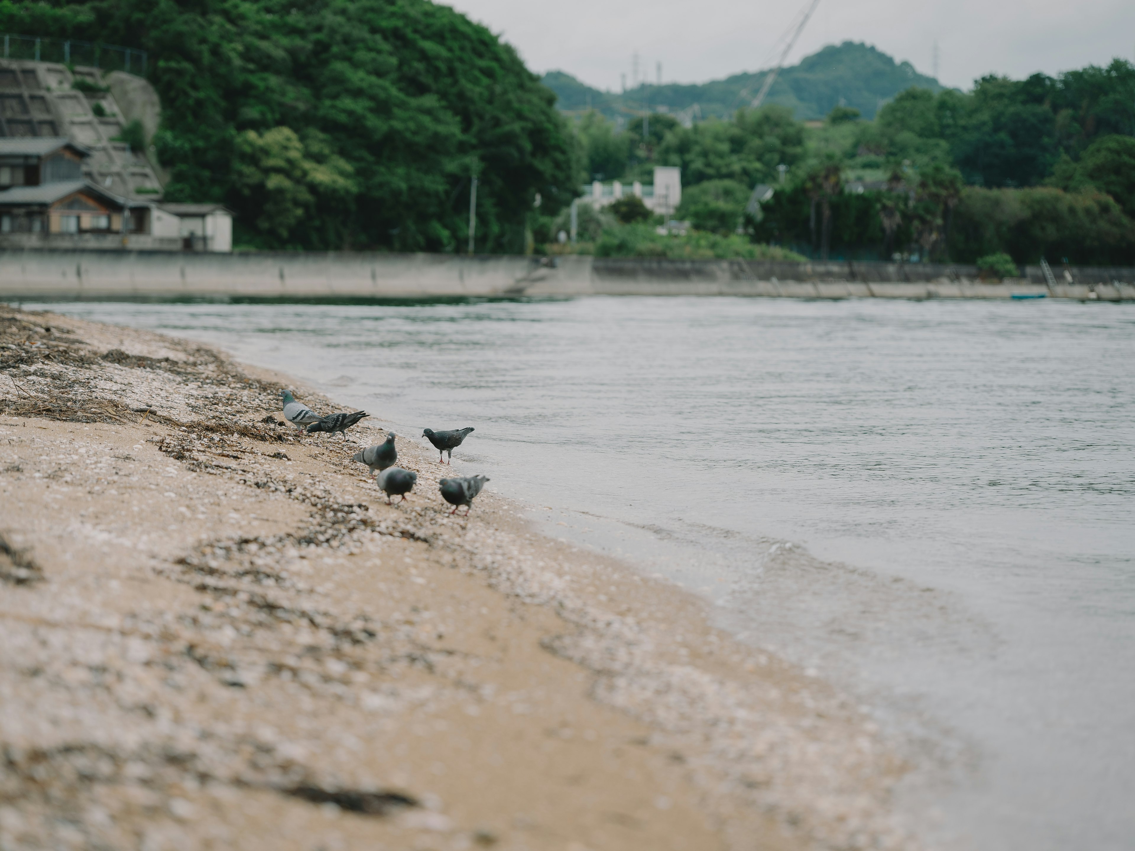 寧靜的海岸線與小鳥和郁郁蔥蔥的山丘