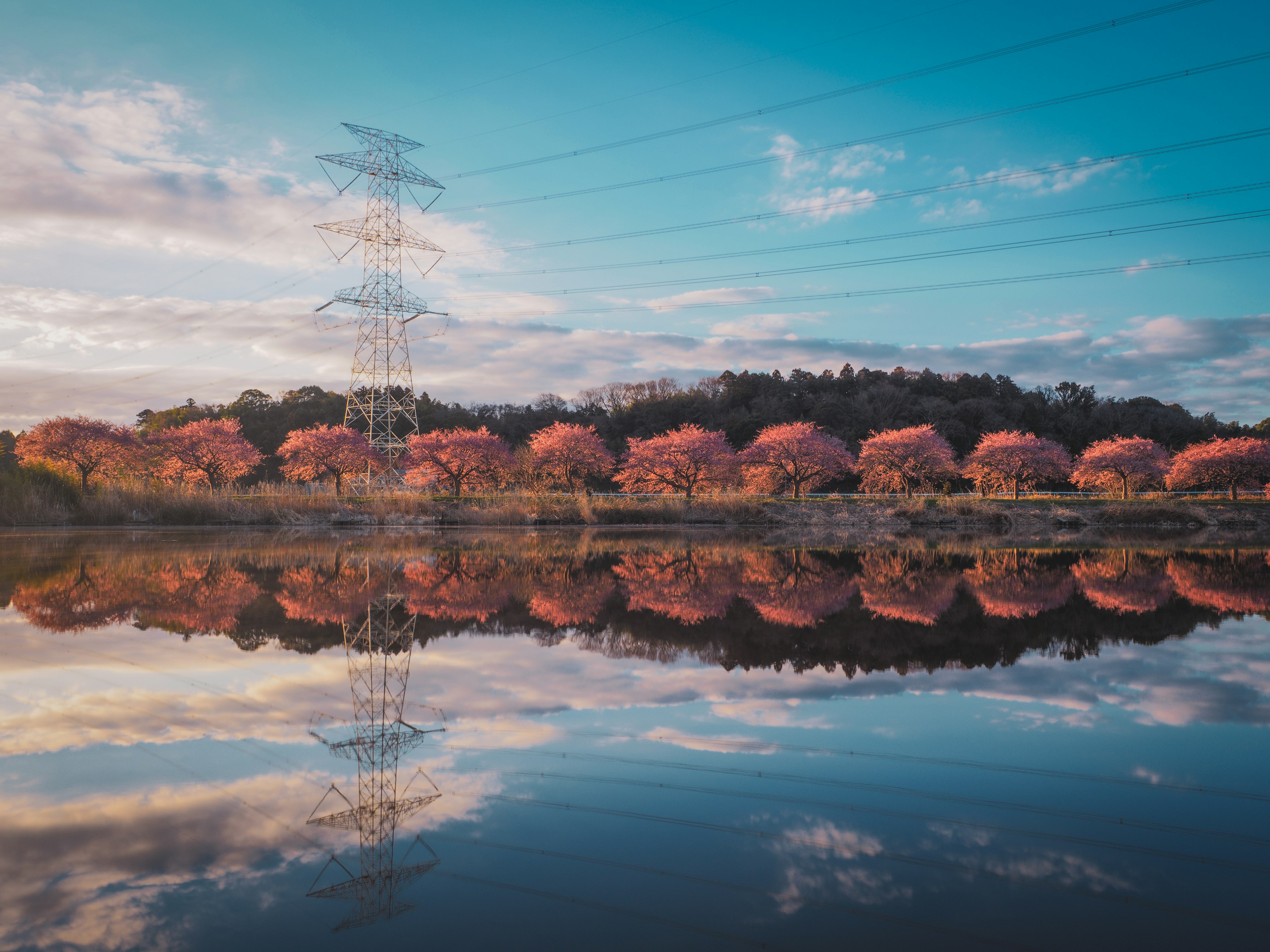 Vue pittoresque d'un lac reflétant des lignes électriques et des cerisiers en fleurs