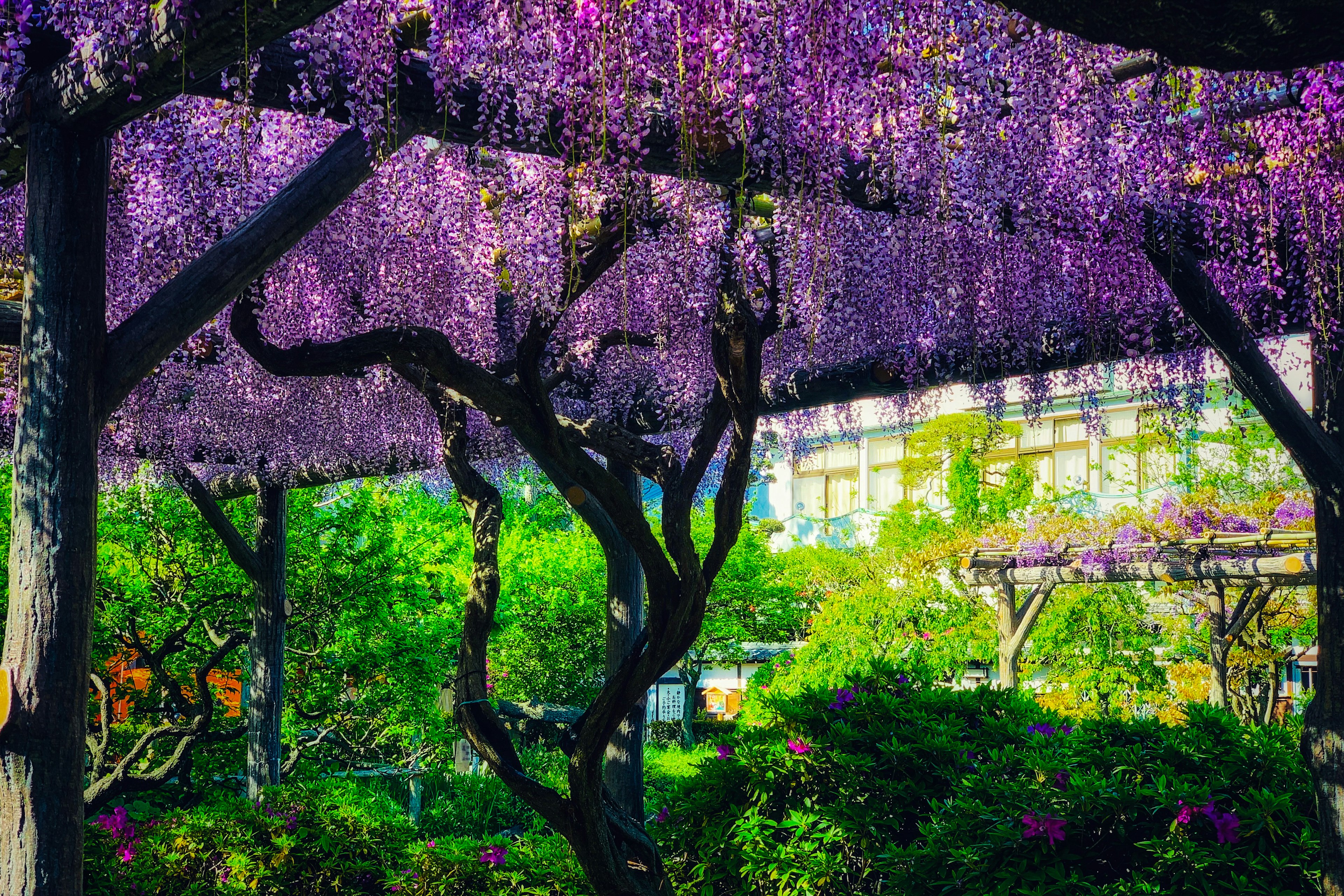 Vista scenica di fiori di glicine viola sopra il fogliame verde