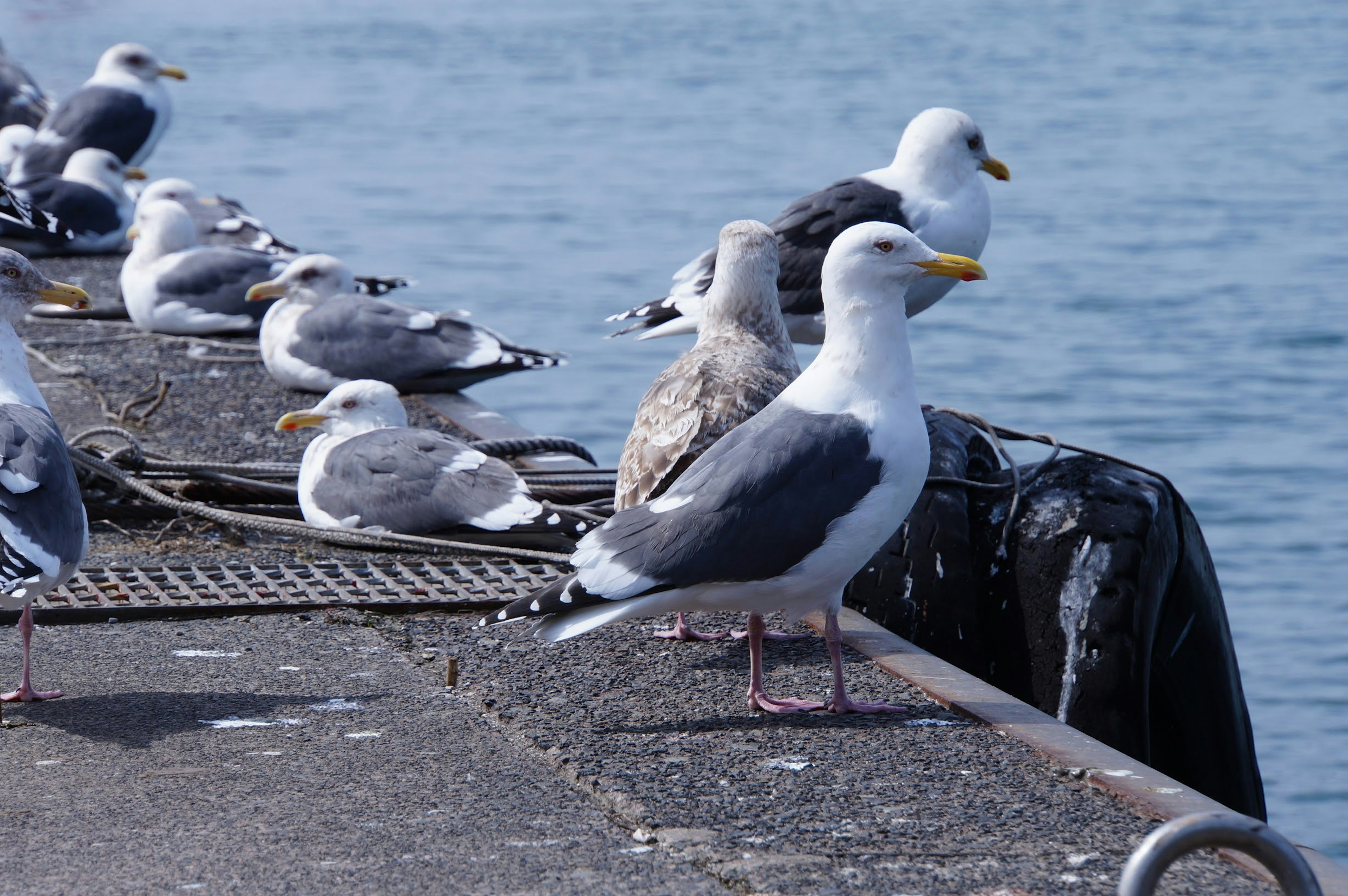 Eine Gruppe von Möwen auf einem Pier am Meer