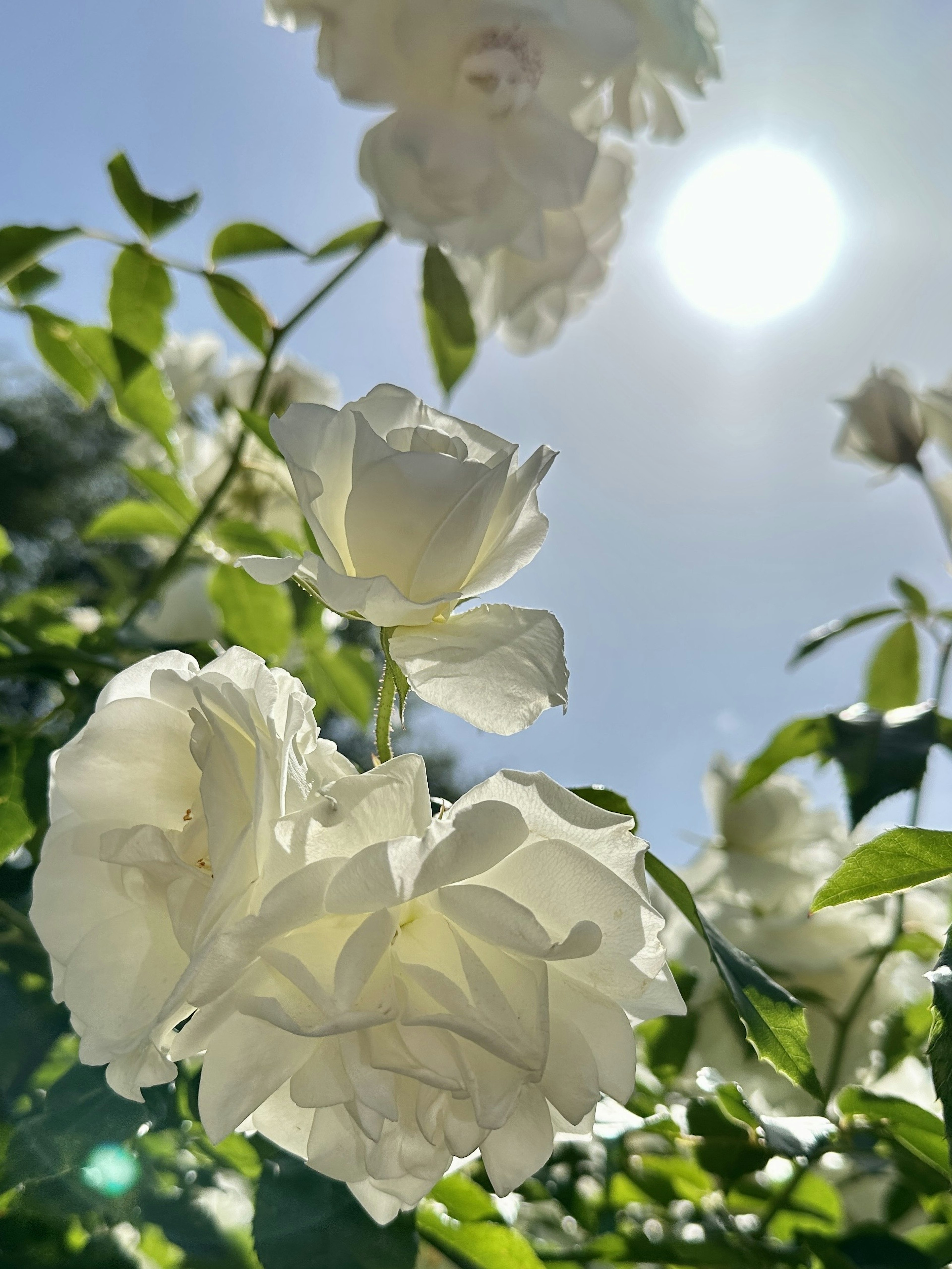 White roses blooming against a bright sunlit sky