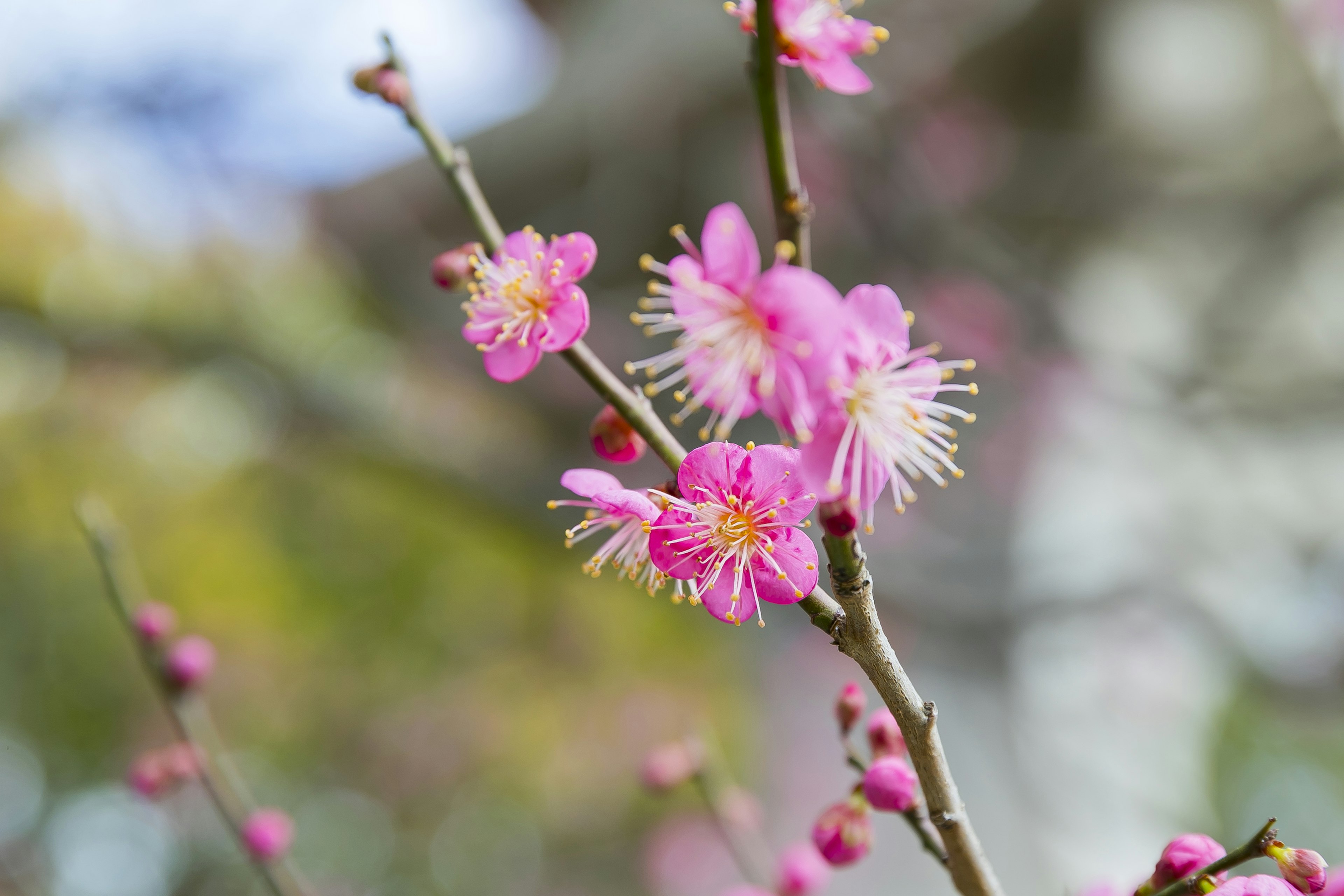 Primo piano di un ramo di pruno con fiori rosa