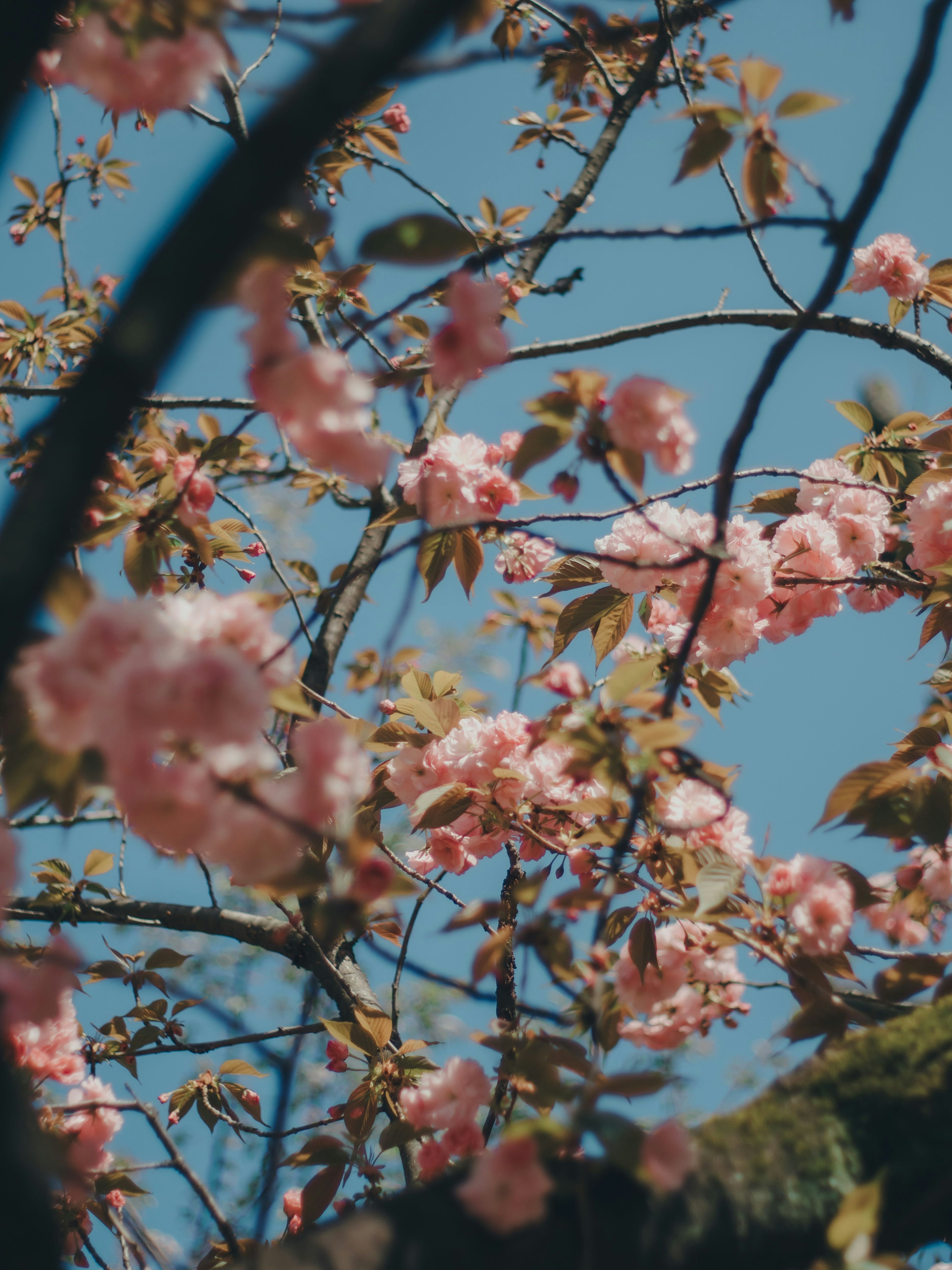 Primer plano de flores de cerezo bajo un cielo azul