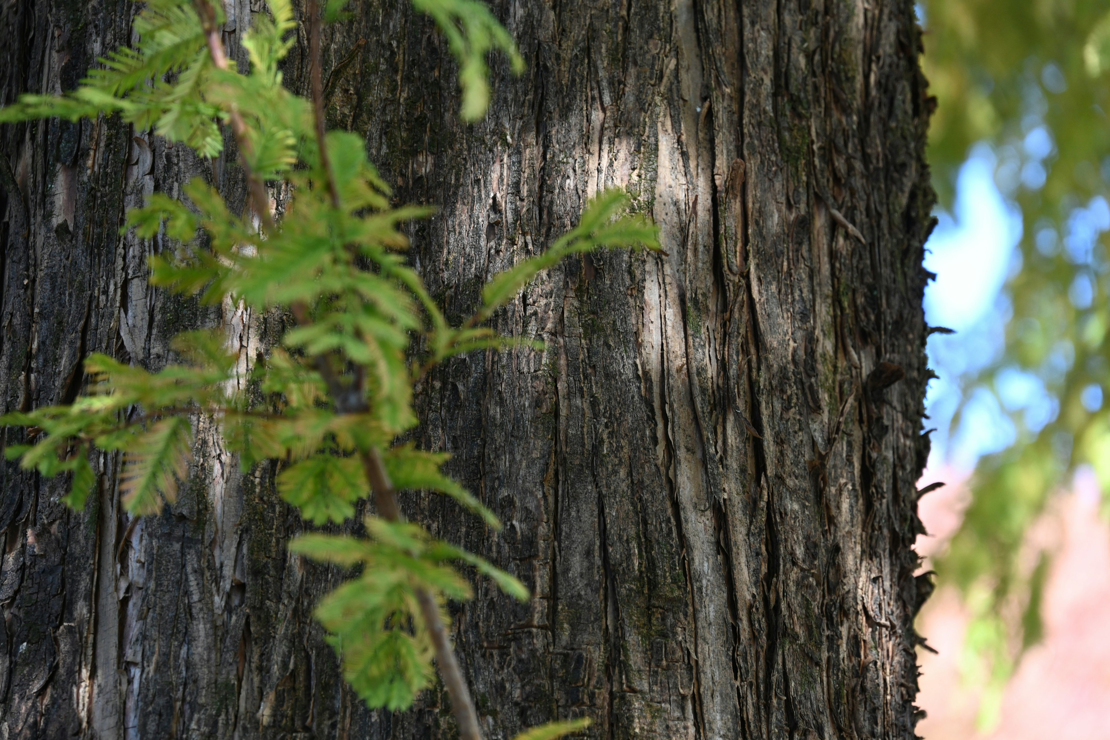 Close-up of a tree trunk with green leaves and sunlight