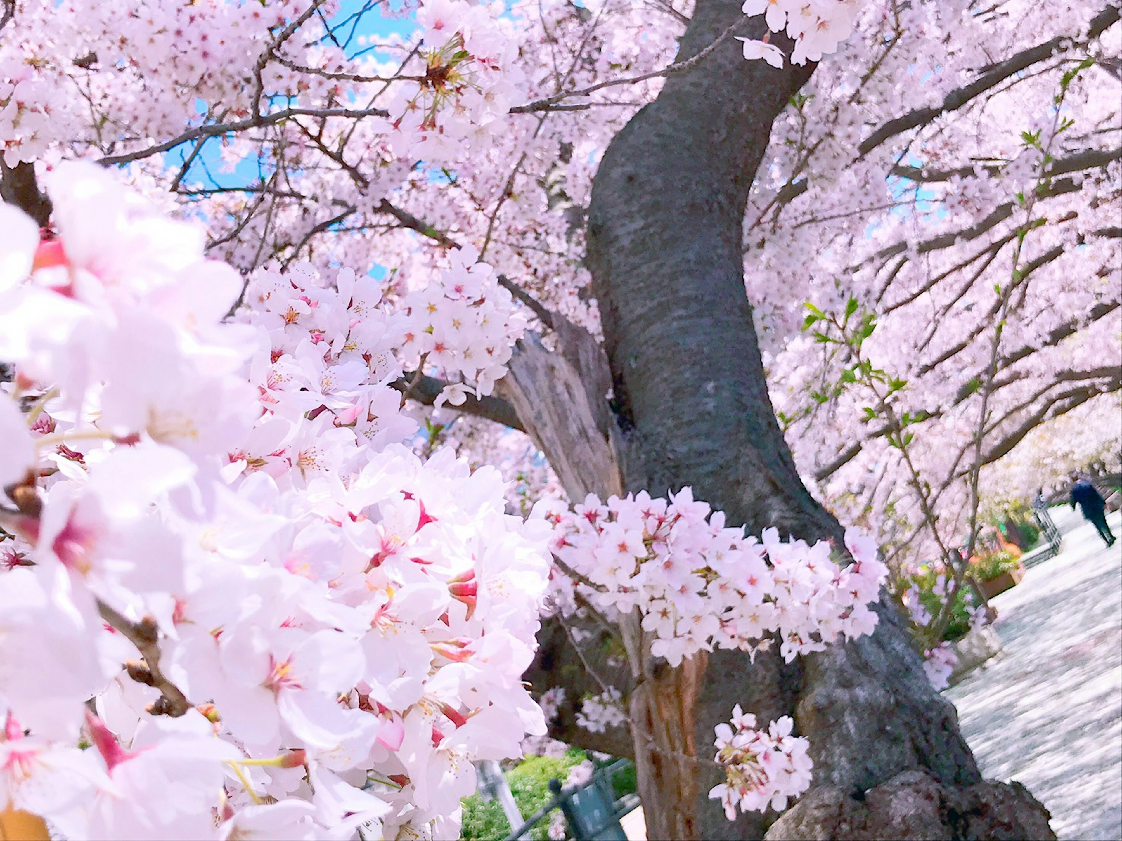 Bunga sakura yang mekar dengan pohon besar