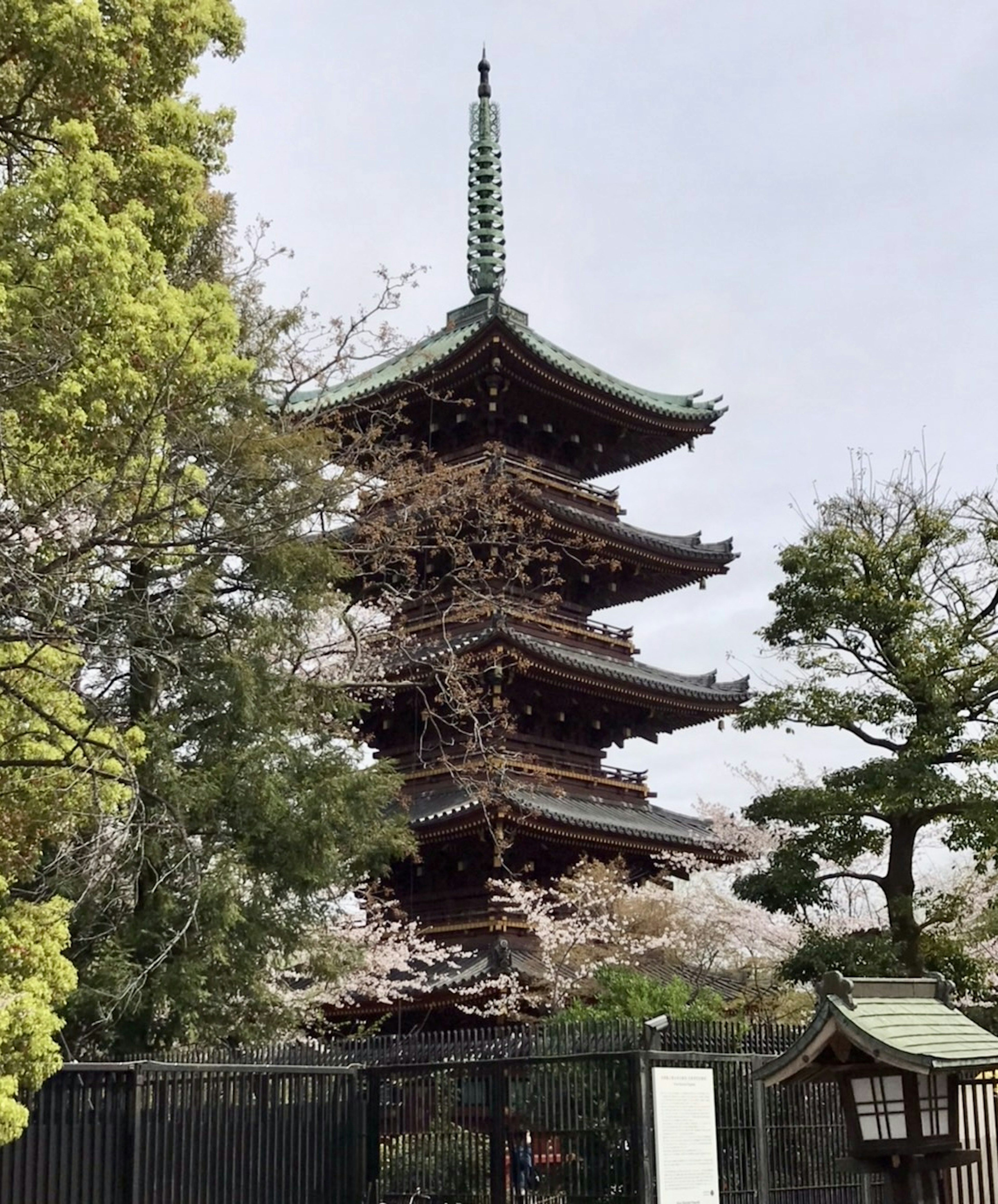 Pemandangan pagoda lima lantai dengan bunga sakura di latar belakang