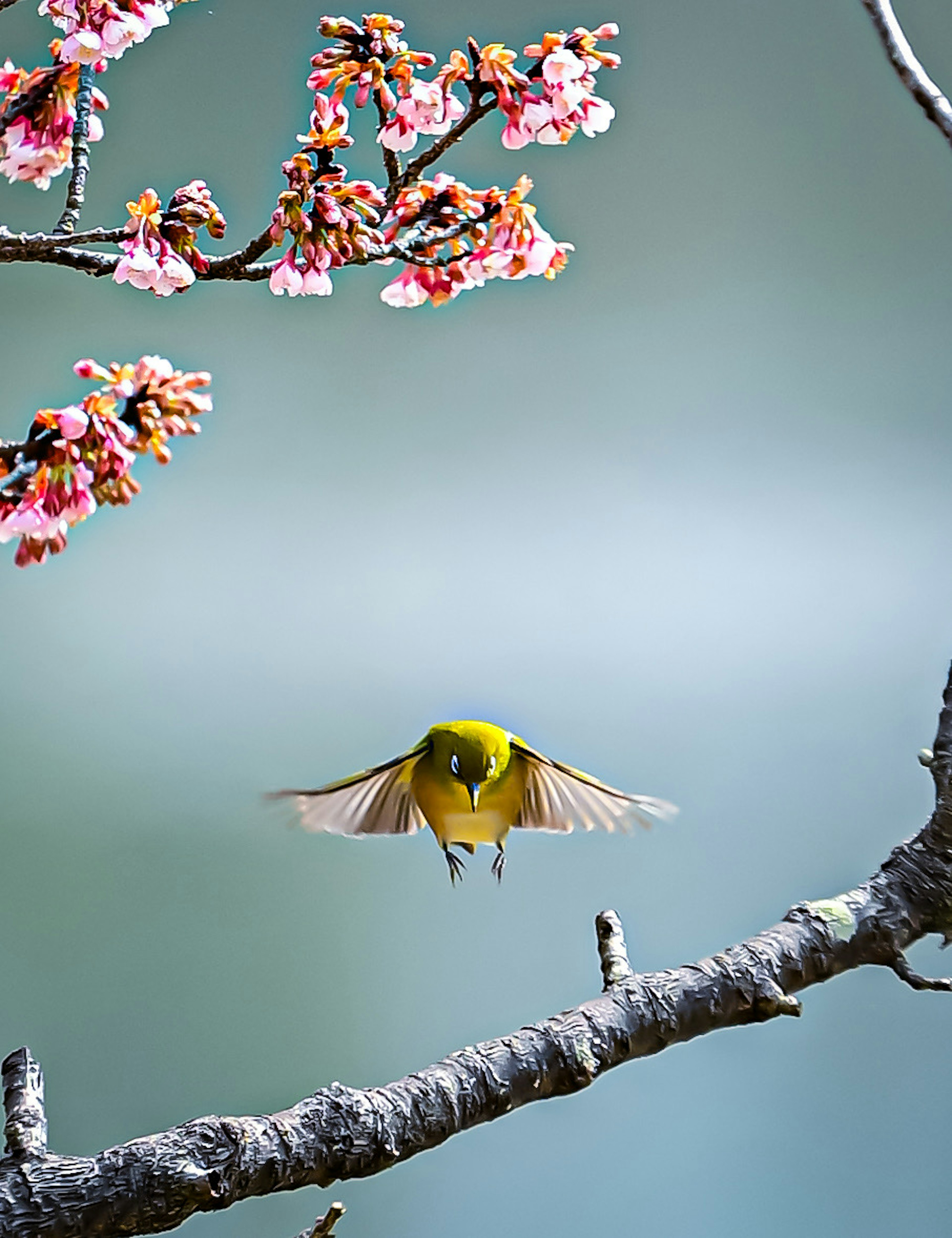 A small yellow bird flying among cherry blossoms