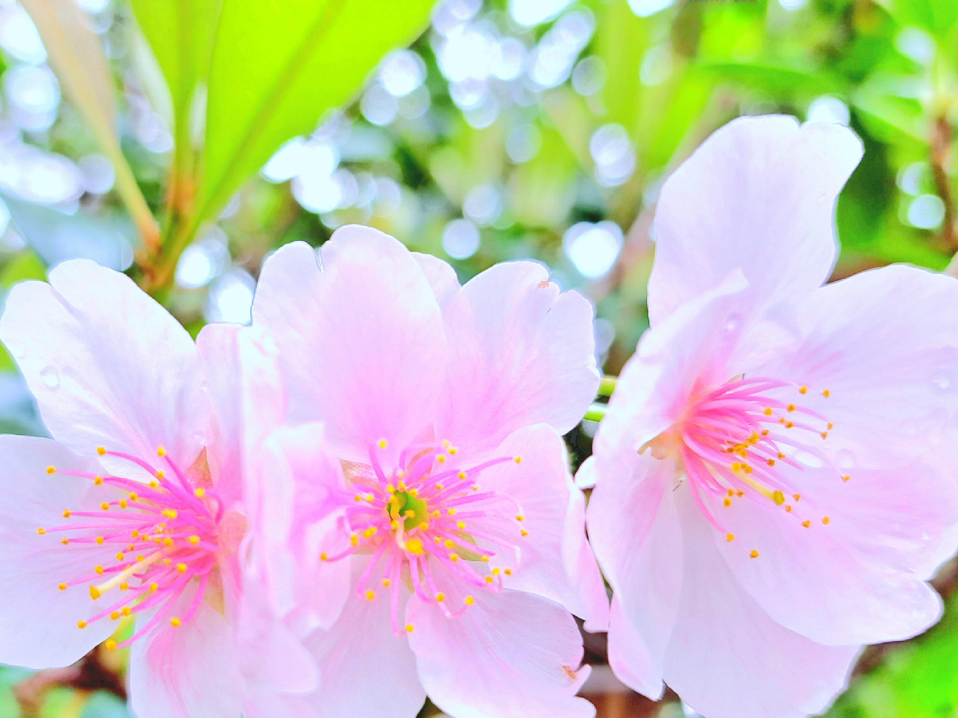 Gambar indah bunga pink lembut yang sedang mekar