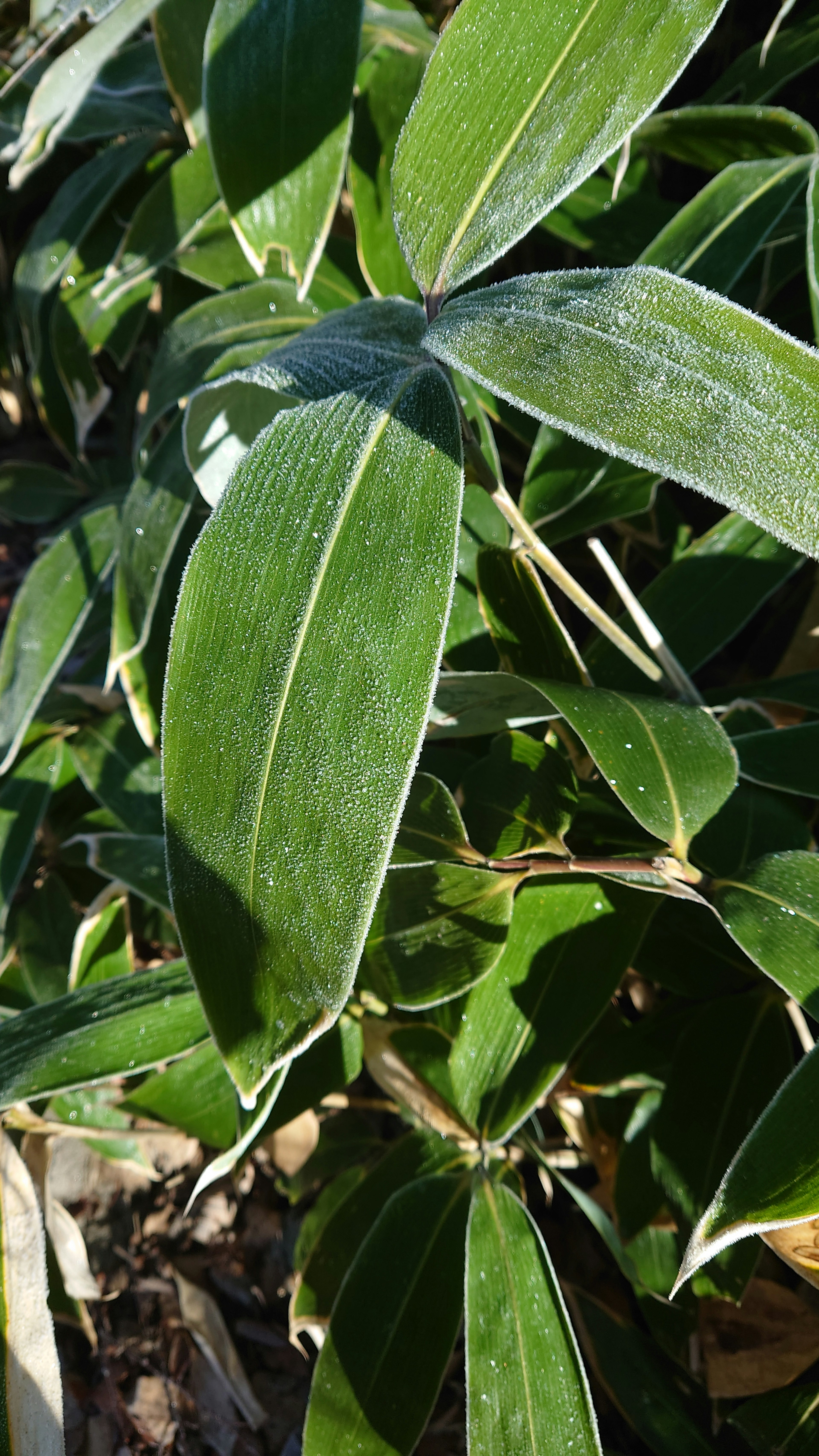 Acercamiento de hojas verdes exuberantes de una planta