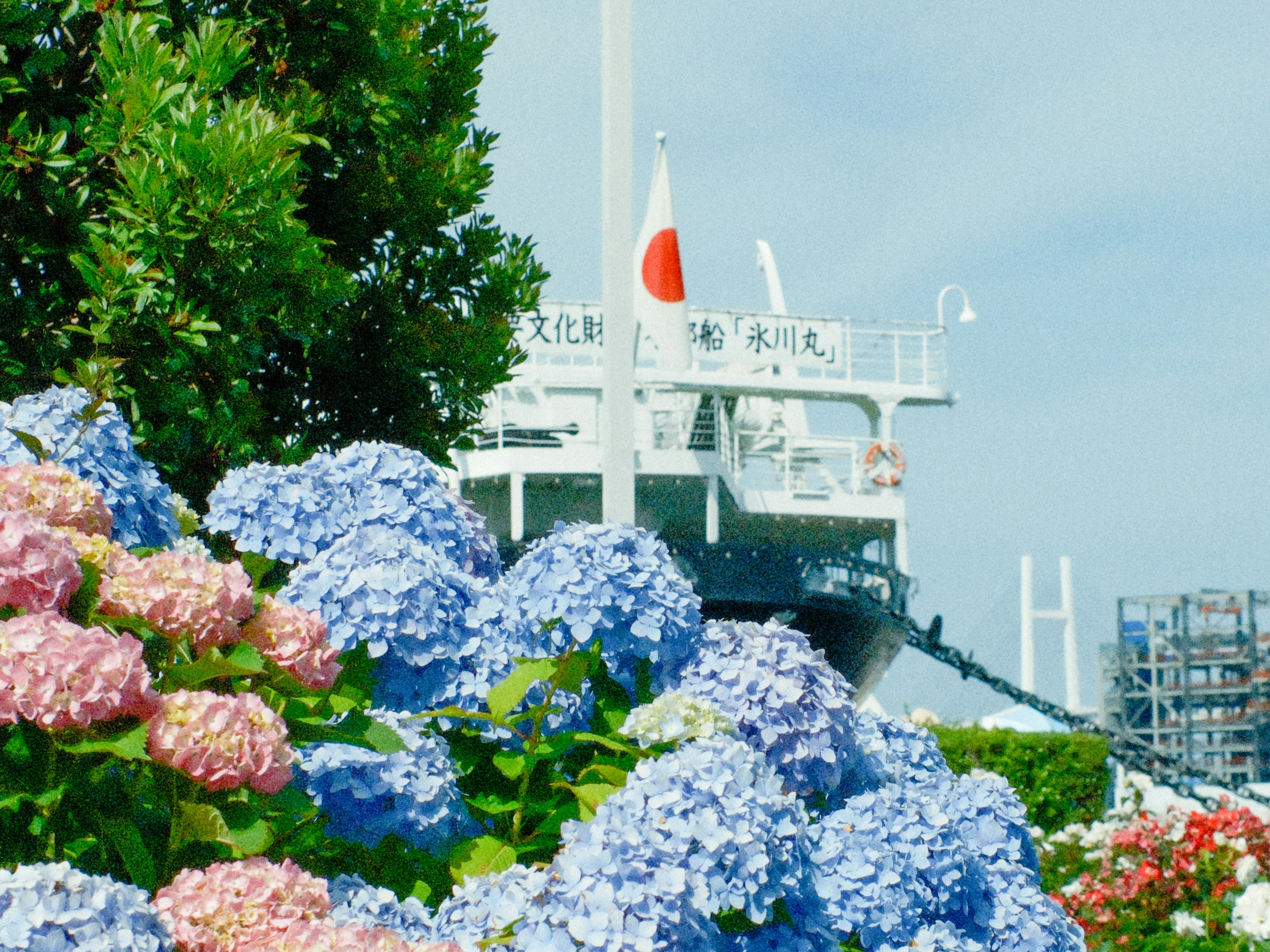 Paysage avec des hortensias bleus et le drapeau japonais