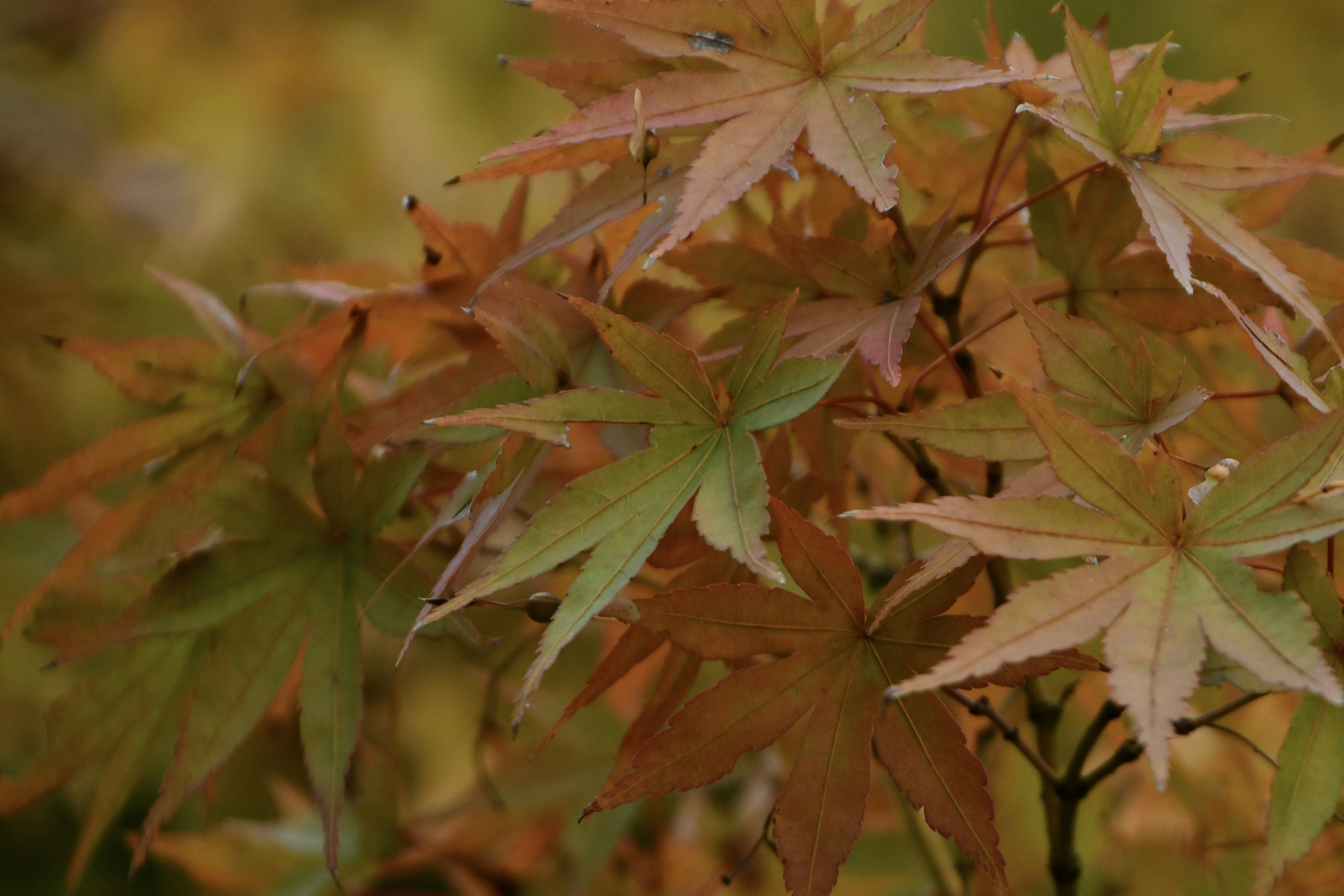 Daun maple musim gugur berwarna-warni menunjukkan berbagai nuansa