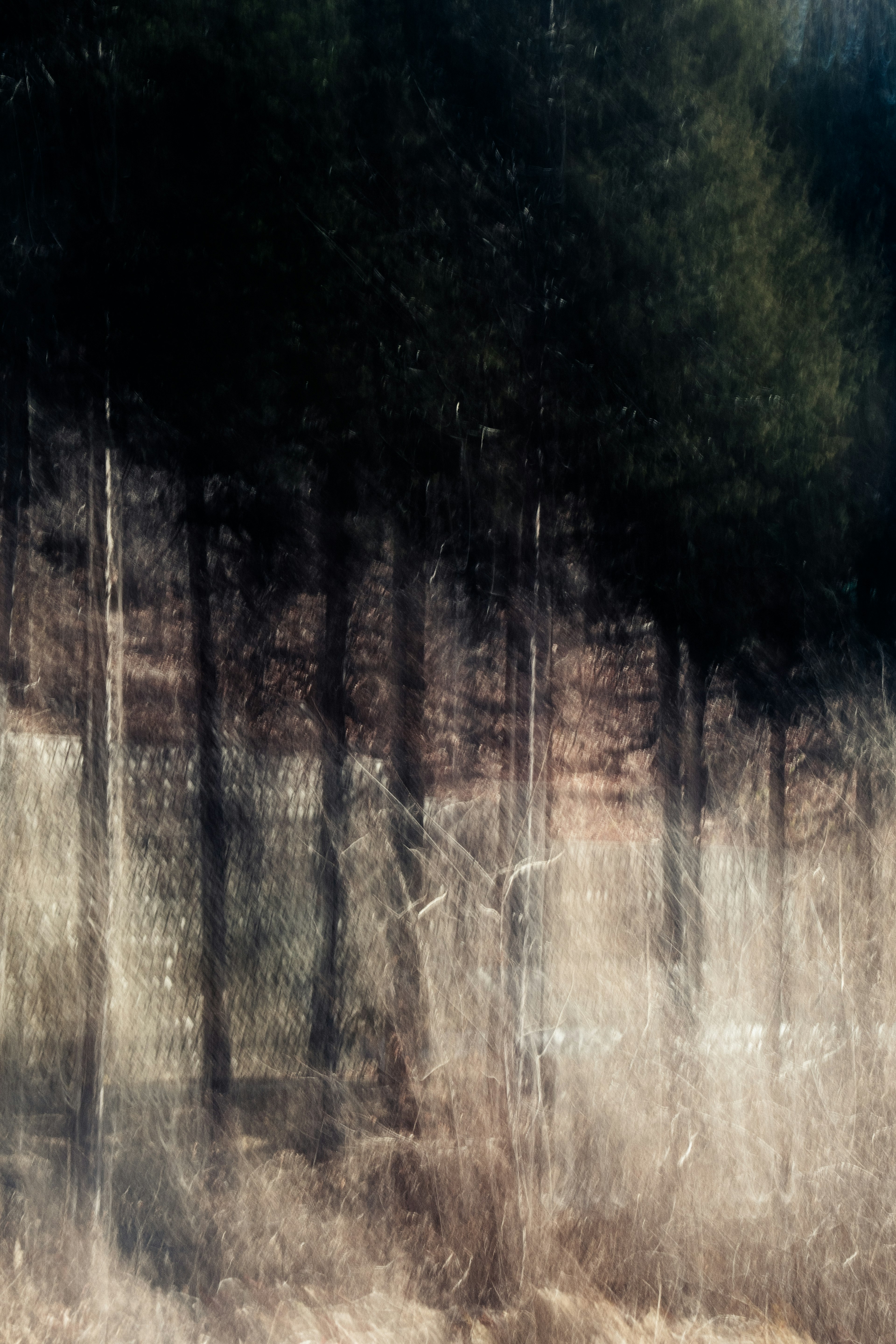 Blurred forest landscape featuring dark trees with a contrasting light background