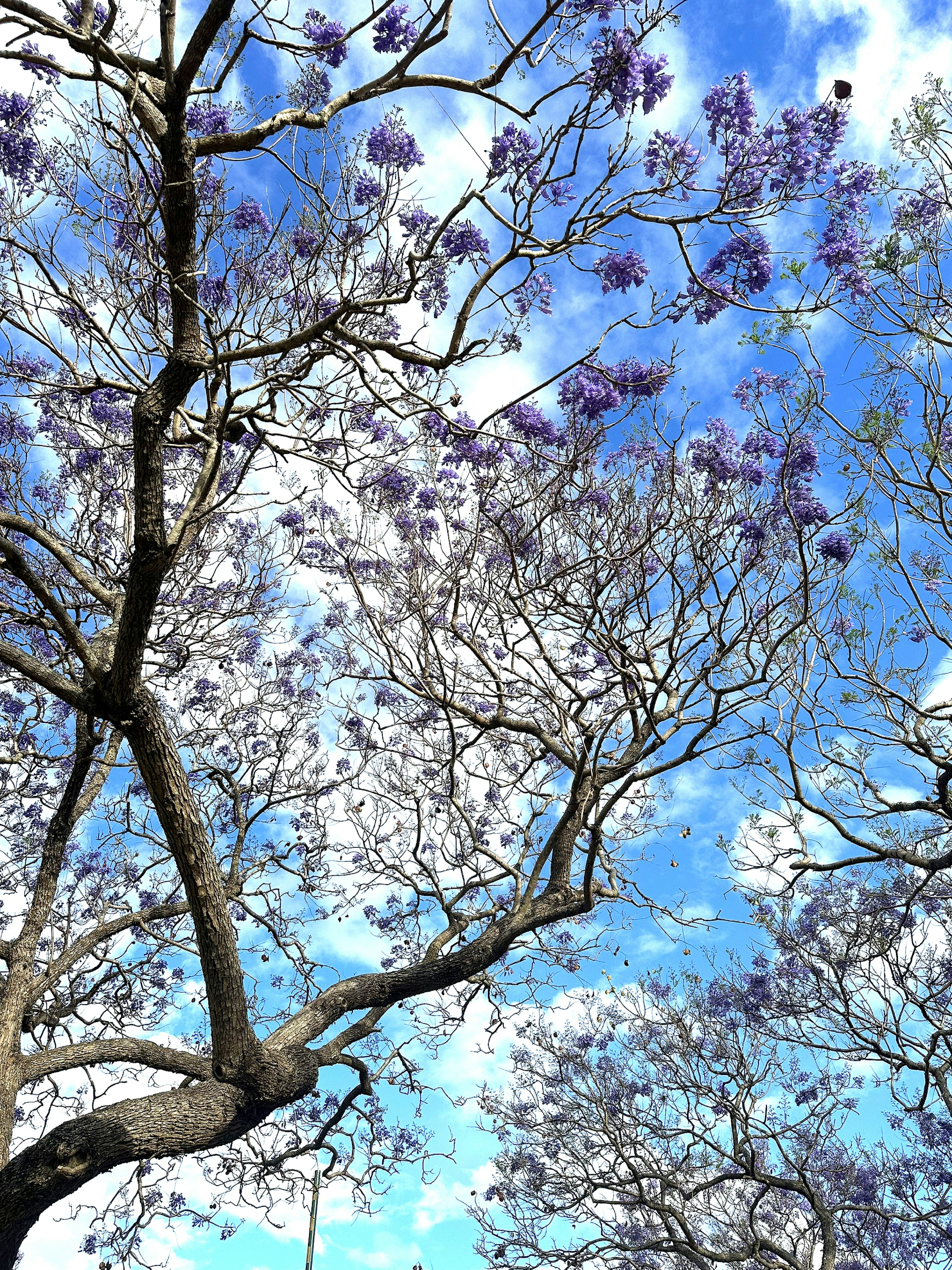 Branches of a tree with purple flowers against a blue sky