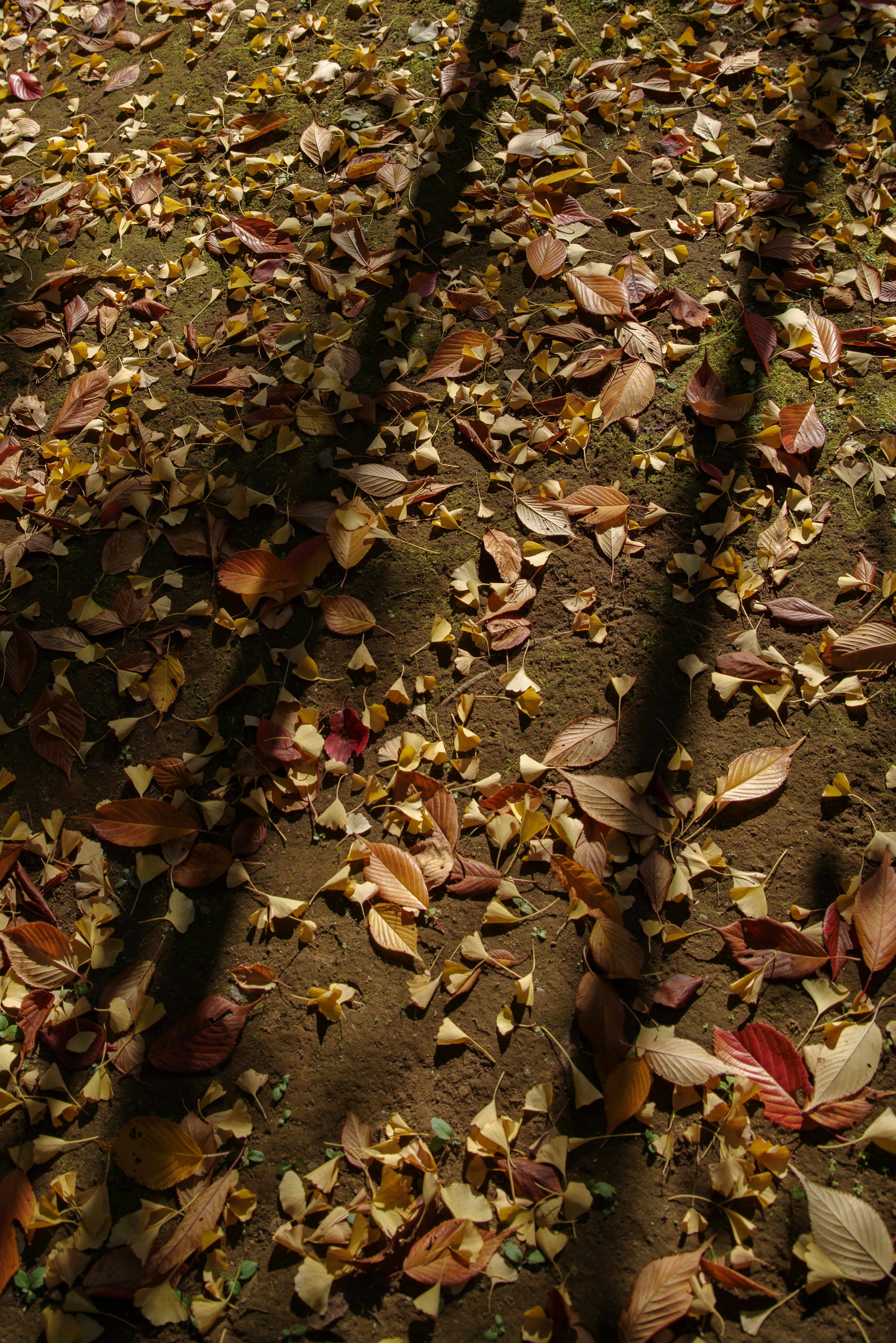 Colorful leaves scattered on the ground with shadows